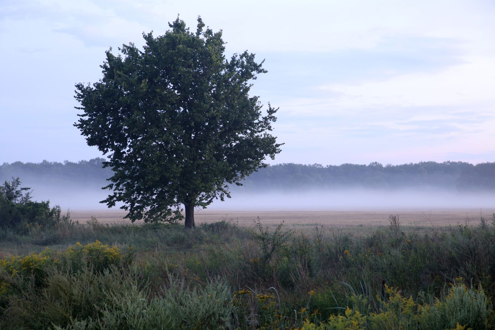 Canon EOS 6D sample photo. Mati, tree, the fog photography