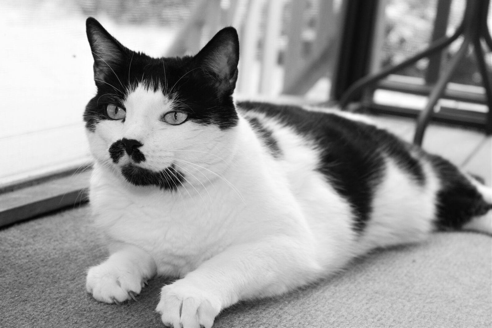 Canon EOS 1200D (EOS Rebel T5 / EOS Kiss X70 / EOS Hi) sample photo. Black and white, cat photography
