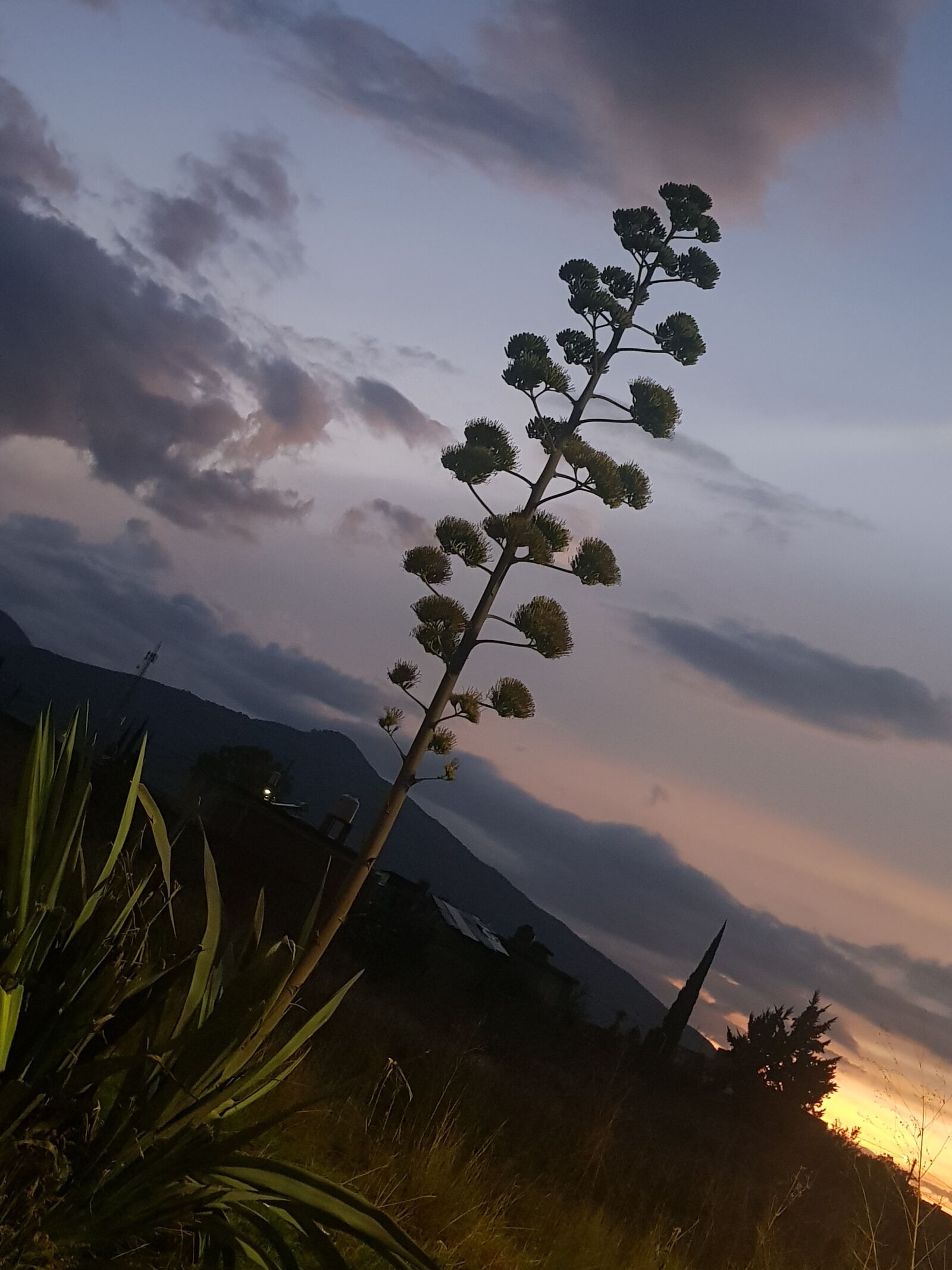 Samsung Galaxy S8+ sample photo. Sunset, mexico, maguey photography