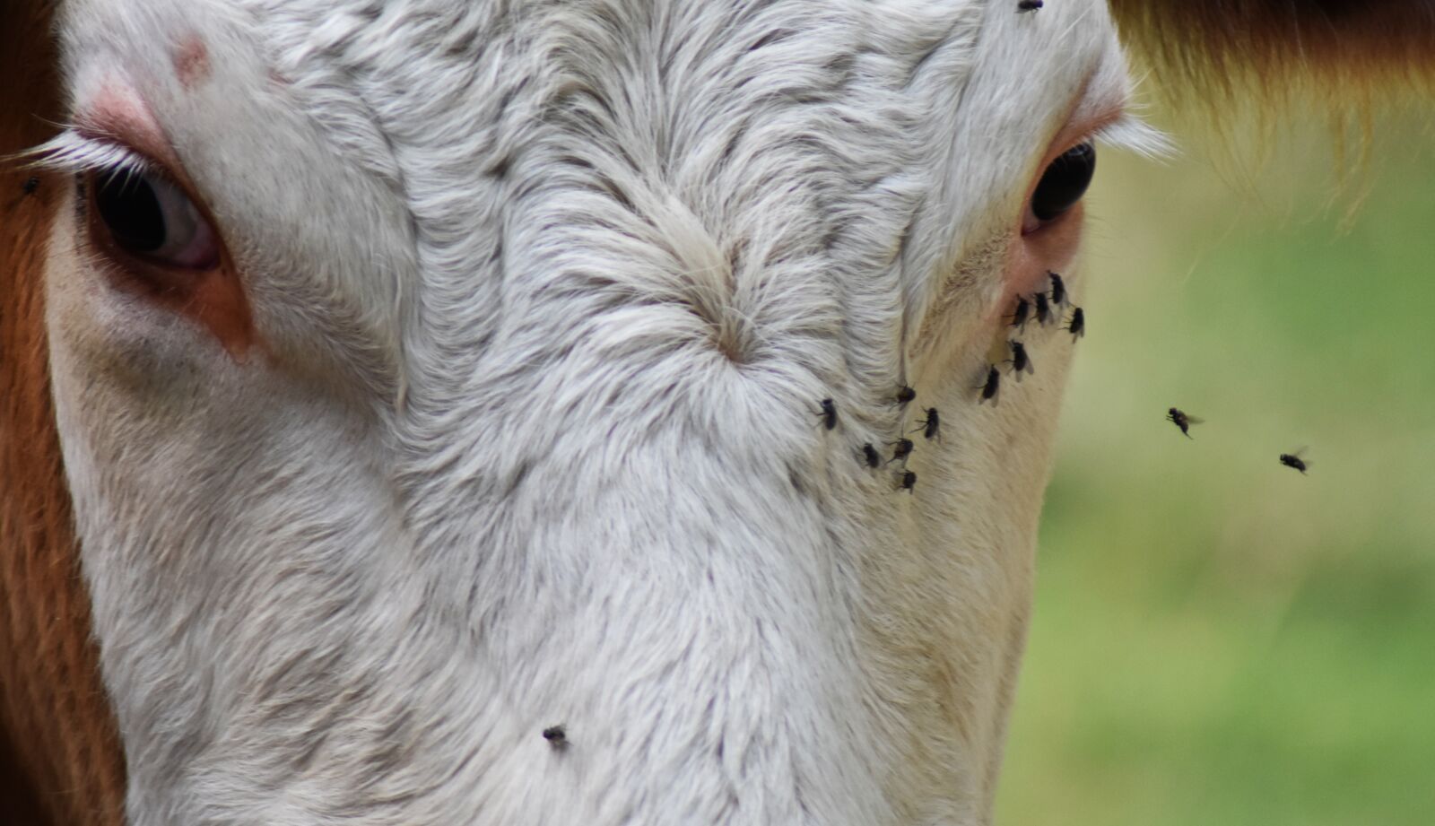 Nikon D3400 sample photo. Cow, flies, fly photography