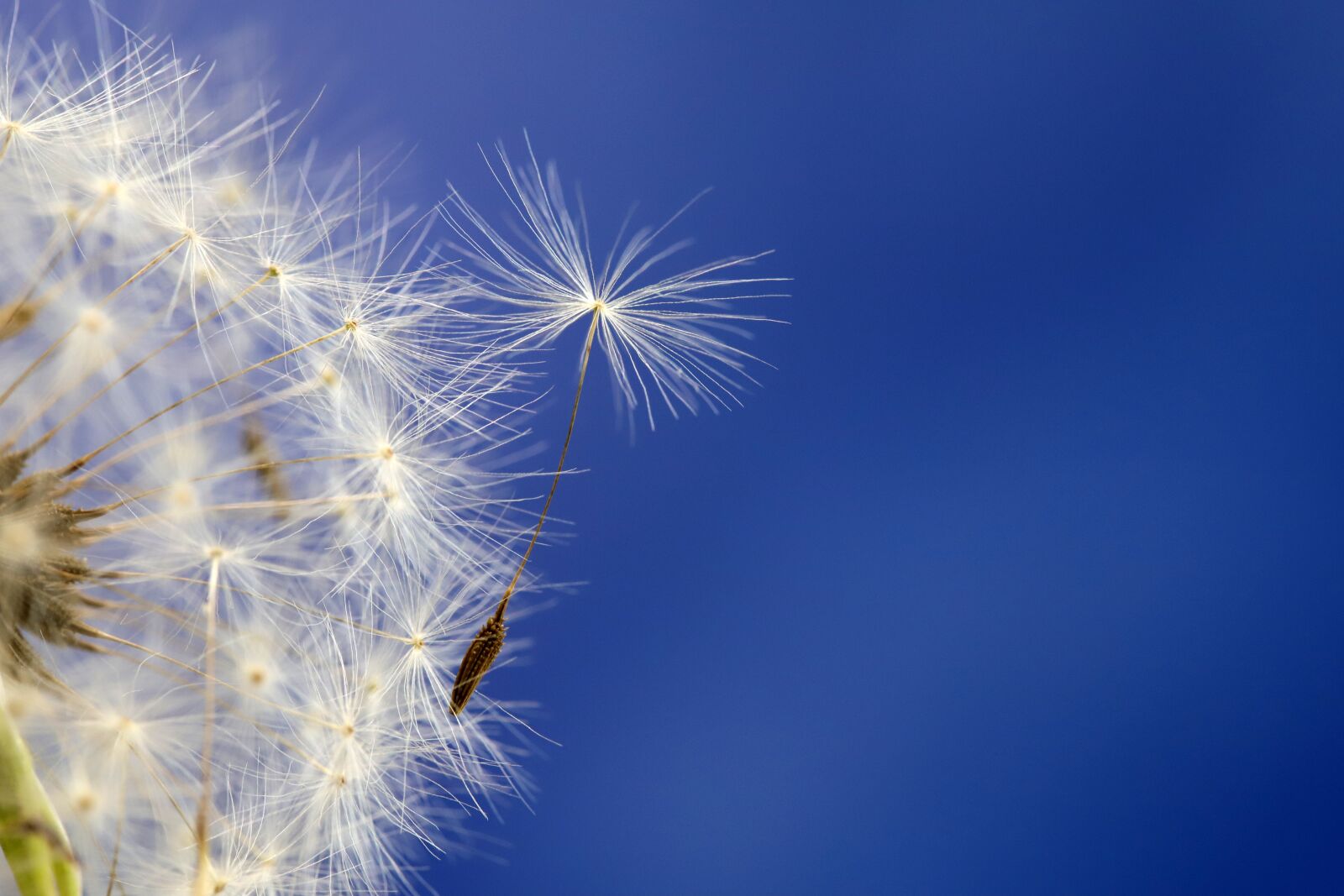 Canon EOS 6D Mark II sample photo. Dandelion, seeds, plants photography