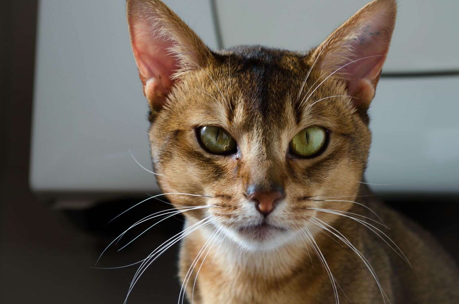 Nikon D5100 sample photo. Abyssinian cat, head, face photography