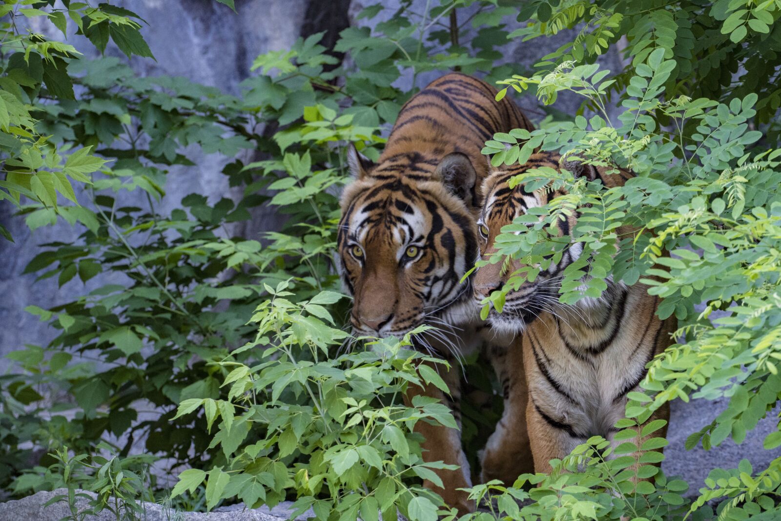 Sony a6500 + Sony FE 70-200mm F4 G OSS sample photo. Sumatran tiger, tiger, predator photography