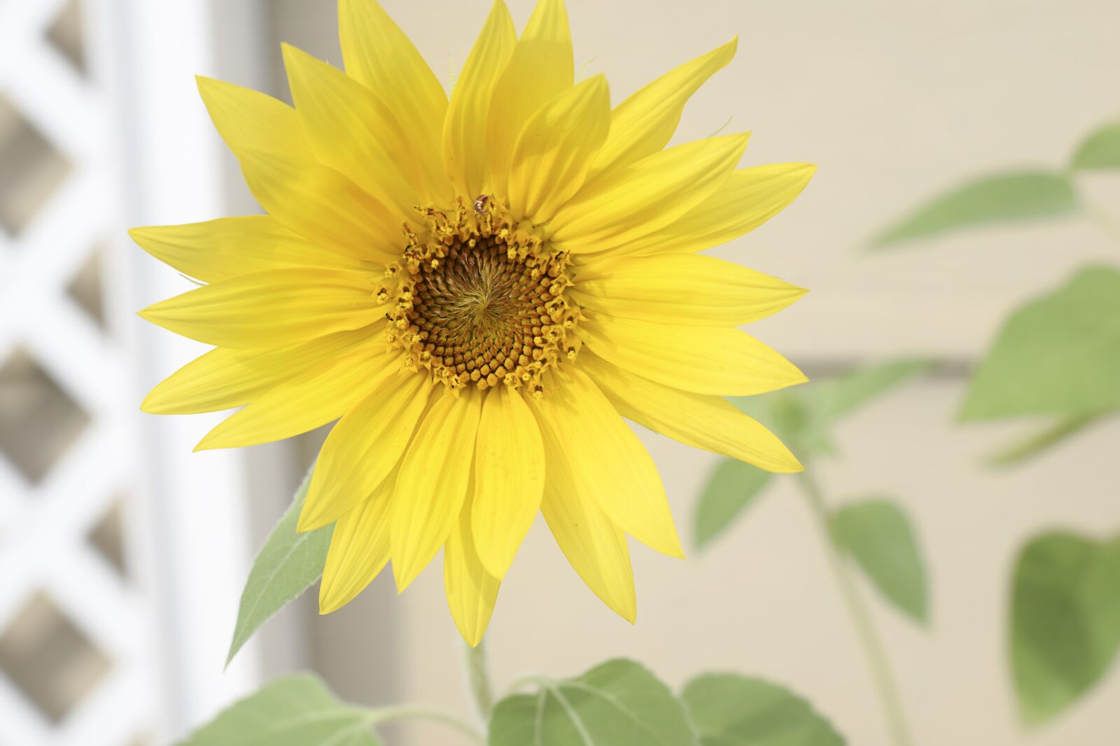 Nikon D5300 sample photo. Sunflower, flower, yellow photography