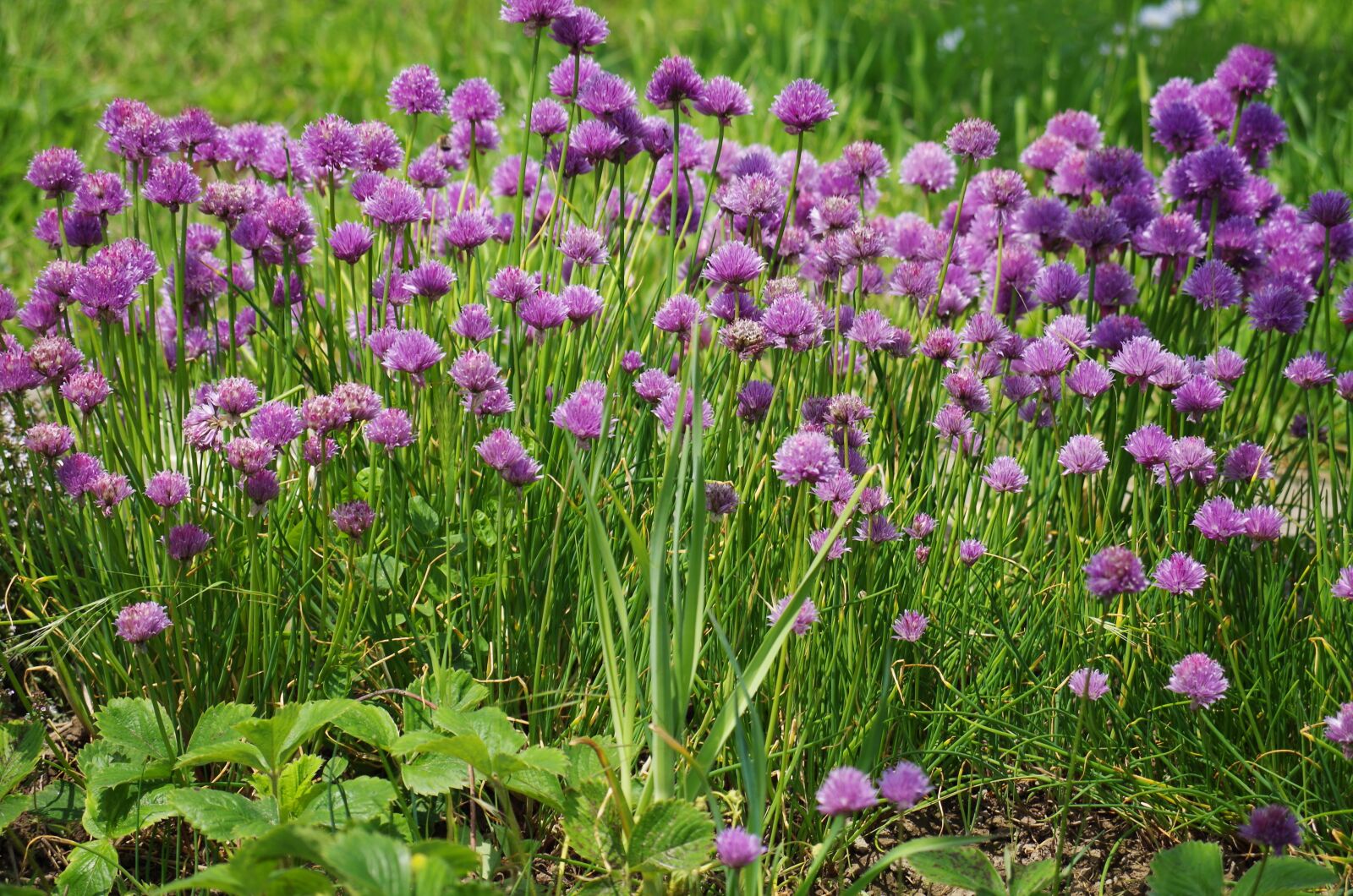 Pentax K-500 sample photo. Chives, flower, onions photography