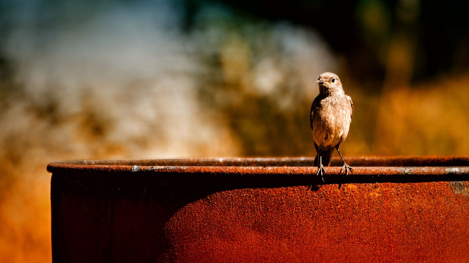 150-600mm F5-6.3 DG OS HSM | Contemporary 015 sample photo. Bird, animal, nature photography