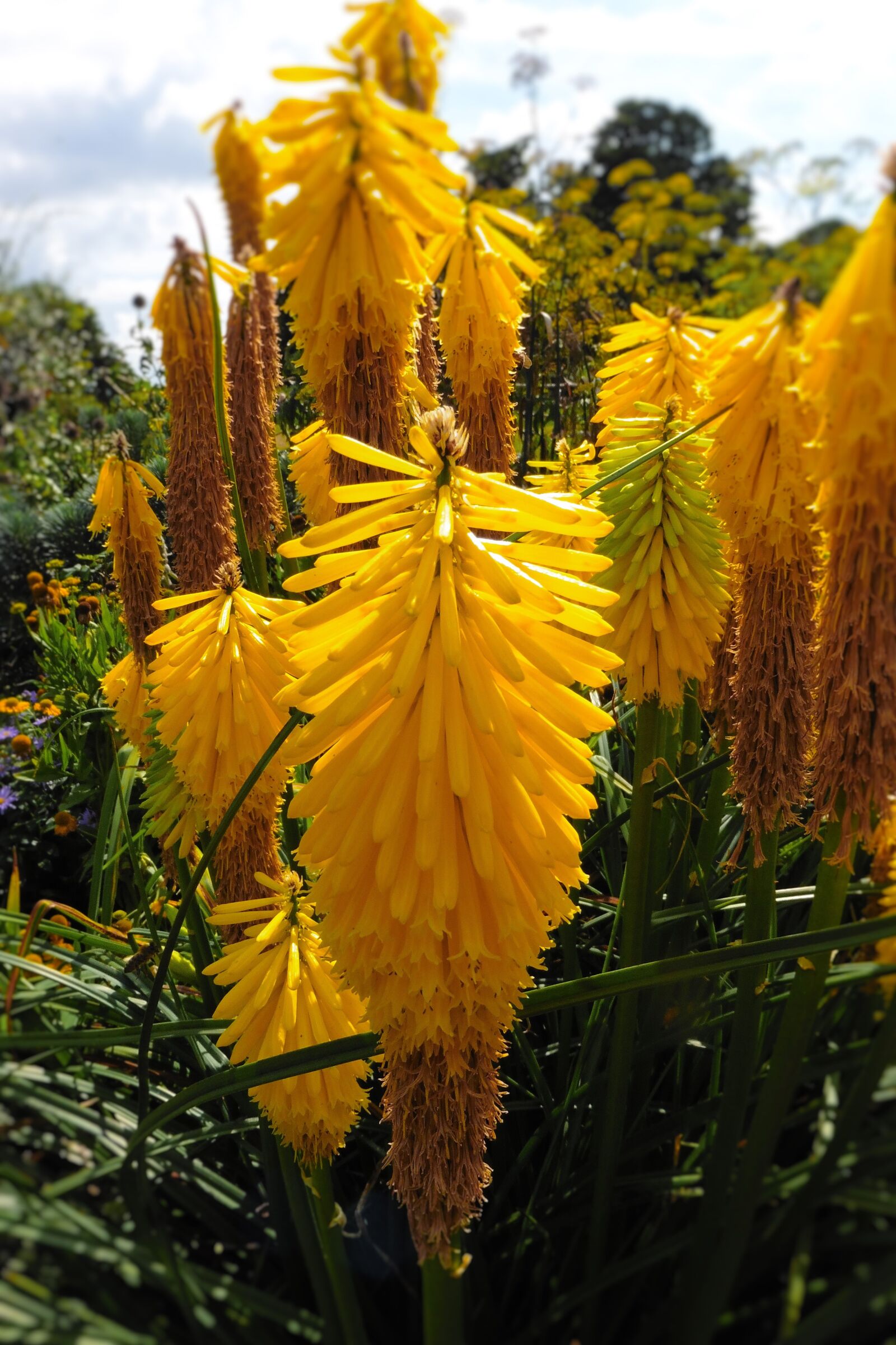 Panasonic DMC-TZ55 sample photo. Foxtail lilies, yellow flowers photography