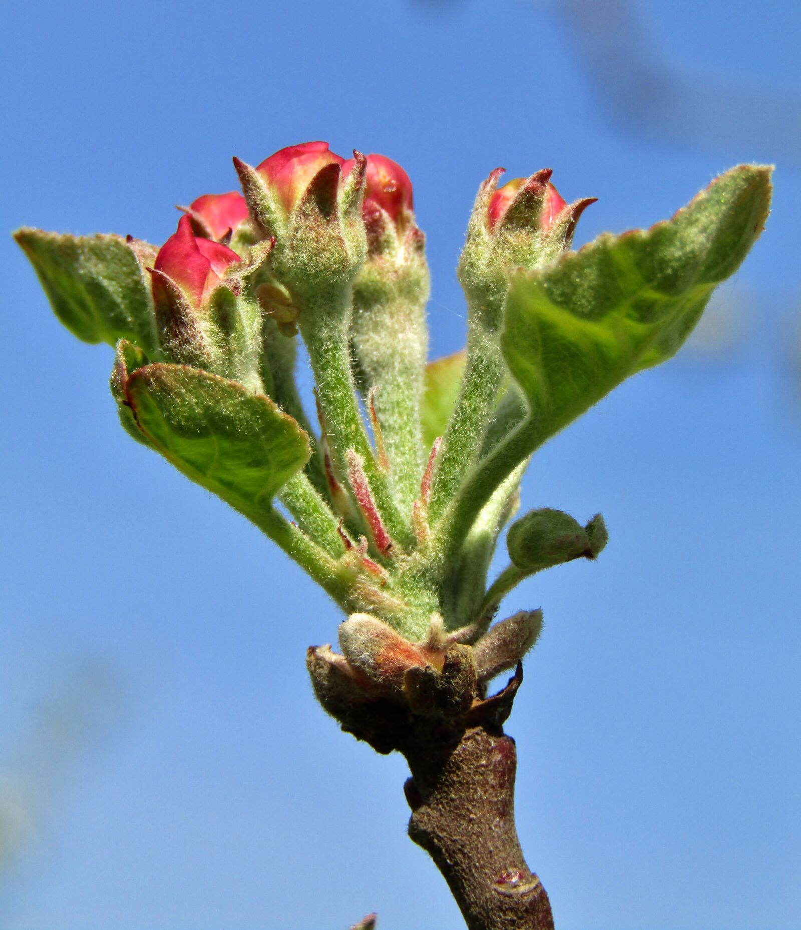 Canon POWERSHOT SX432 IS sample photo. Apple flower bud, bud photography