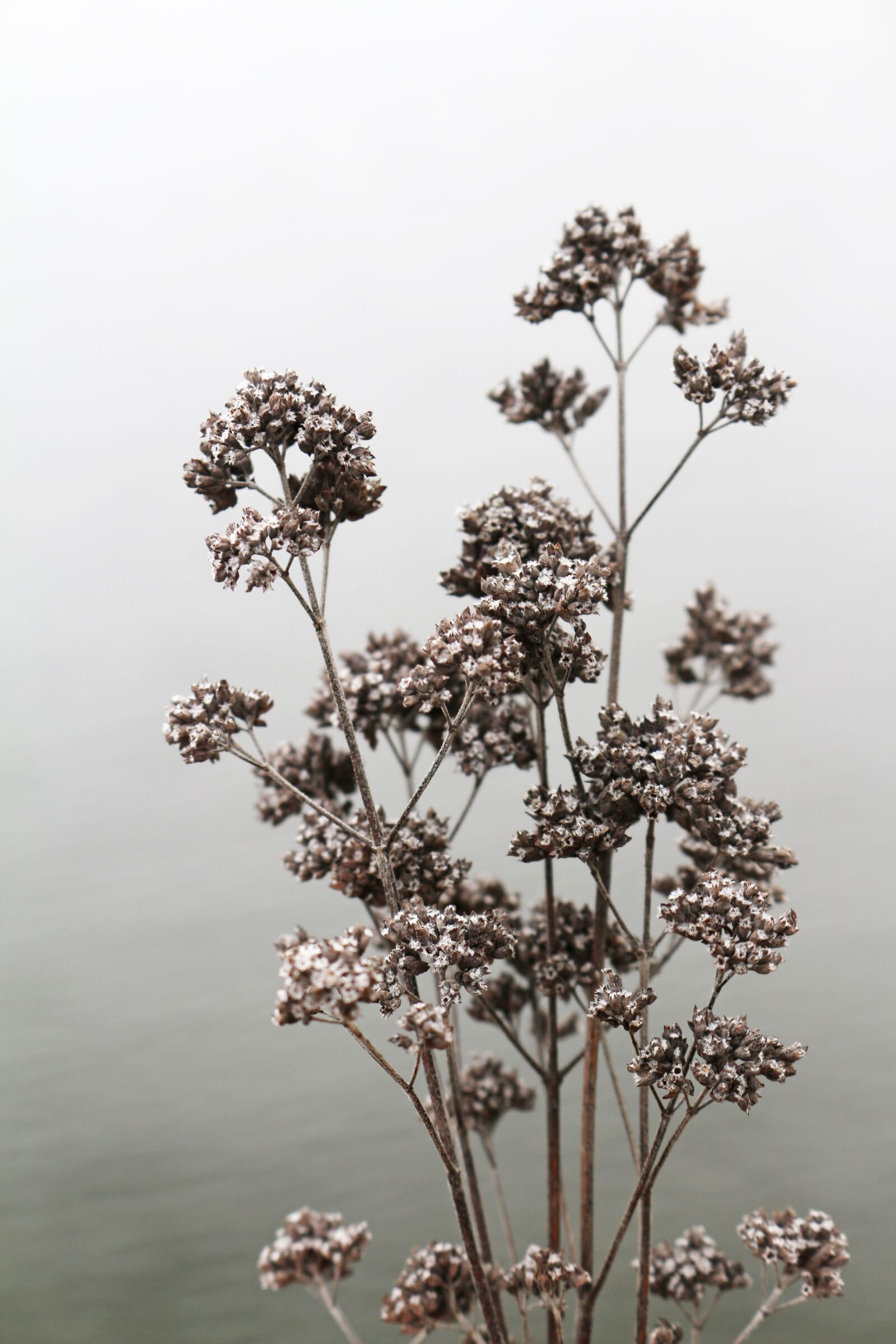 Canon EOS 700D (EOS Rebel T5i / EOS Kiss X7i) sample photo. Wilted, flowers, bouquet photography