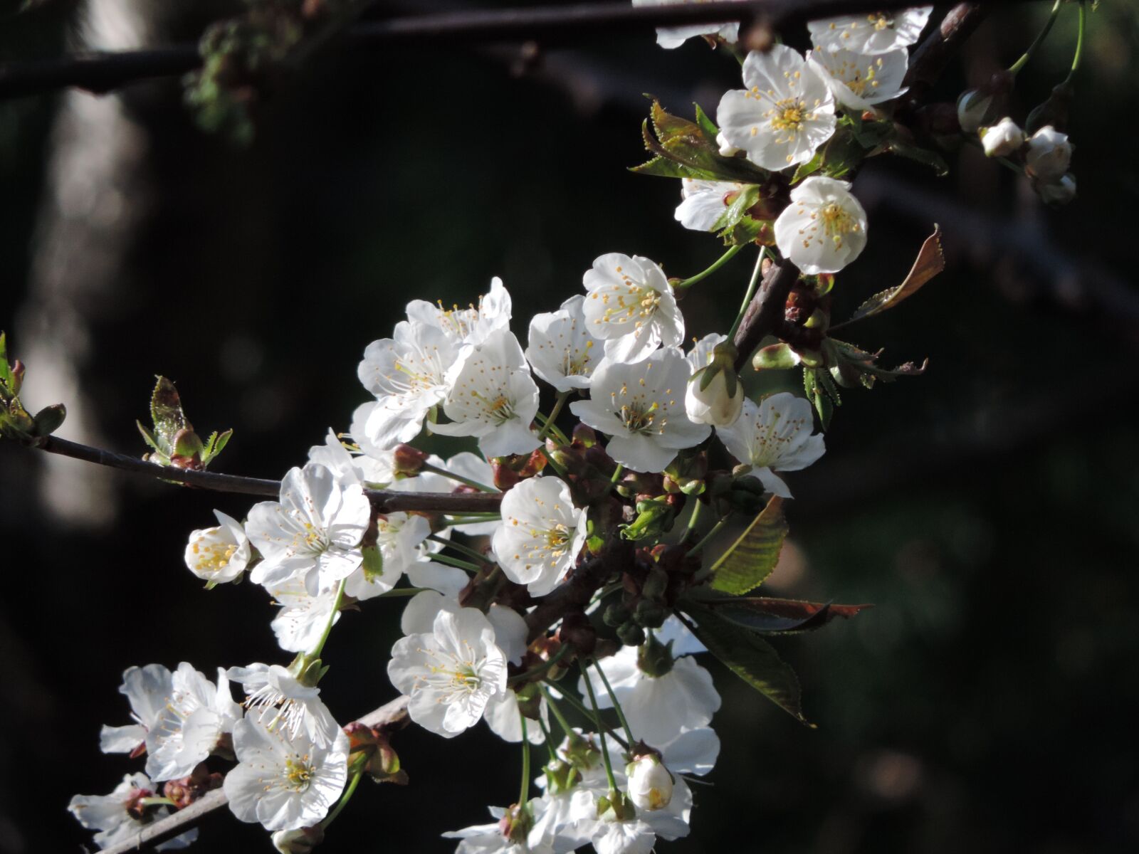 Nikon Coolpix P520 sample photo. Cherry blossom, branch, spring photography