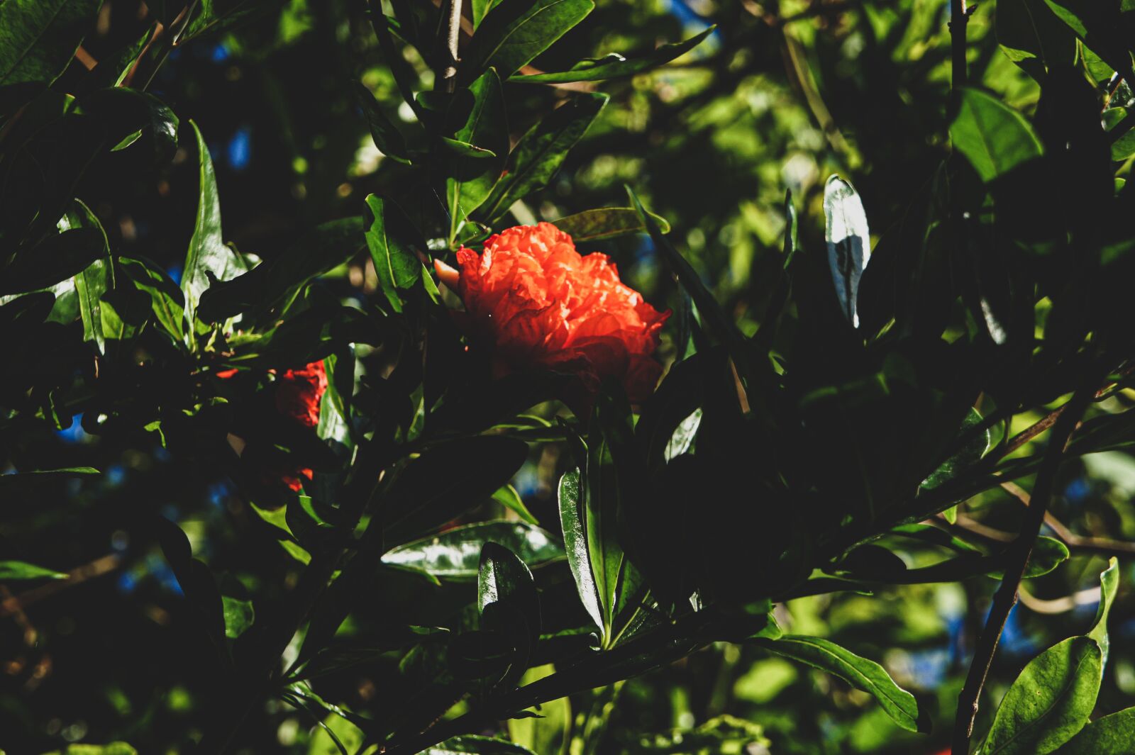 Sony Alpha NEX-3 sample photo. Flower, garden, grenadier photography