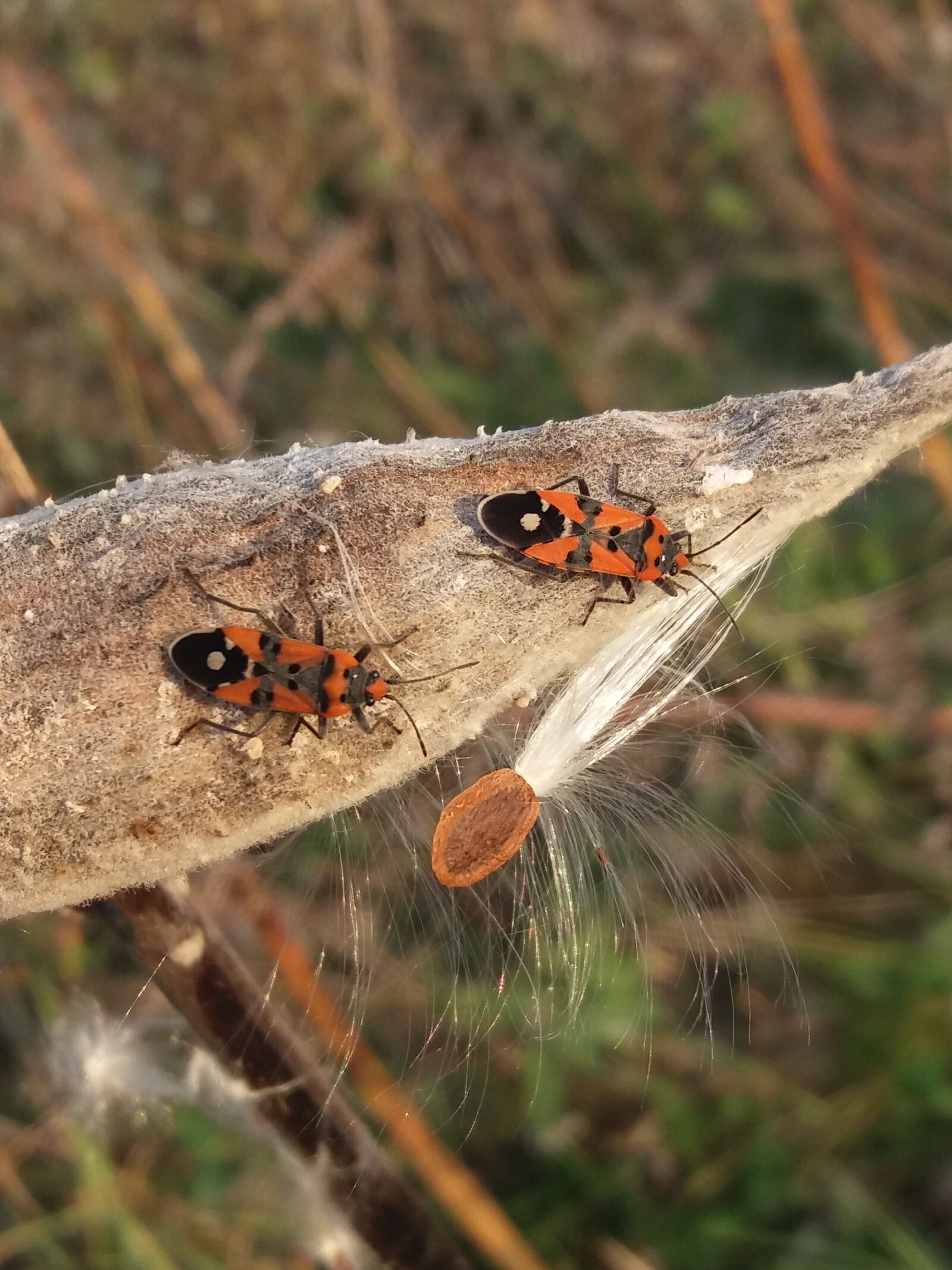 Samsung Galaxy J5(2016) sample photo. Bug, animal, fire wants photography