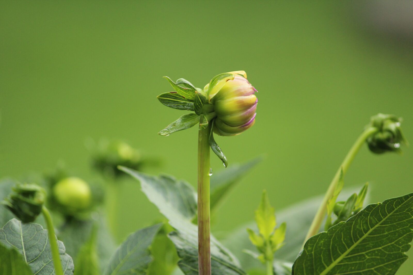 Canon EOS 600D (Rebel EOS T3i / EOS Kiss X5) sample photo. Dahlia, bud, blossom photography