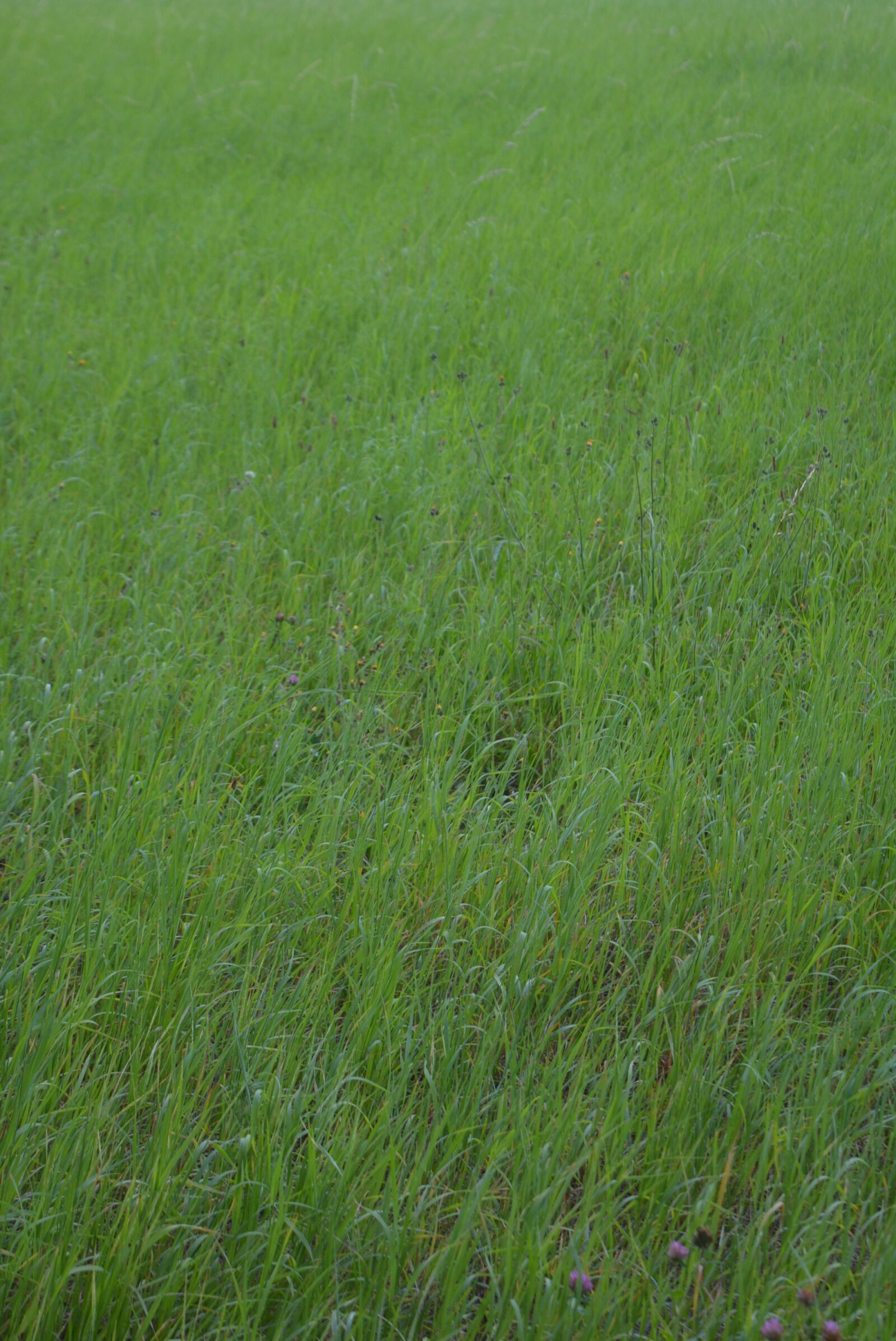 Nikon D5200 sample photo. Meadow, grass, fauna photography