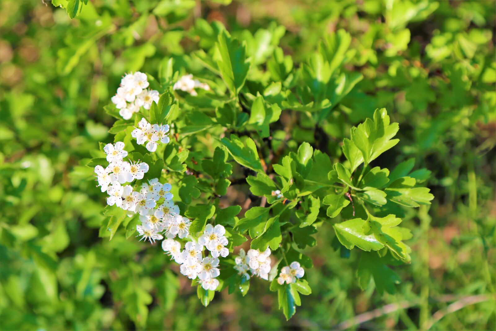 Canon EF 24-105mm F4L IS USM sample photo. Nature, flowers, spring photography