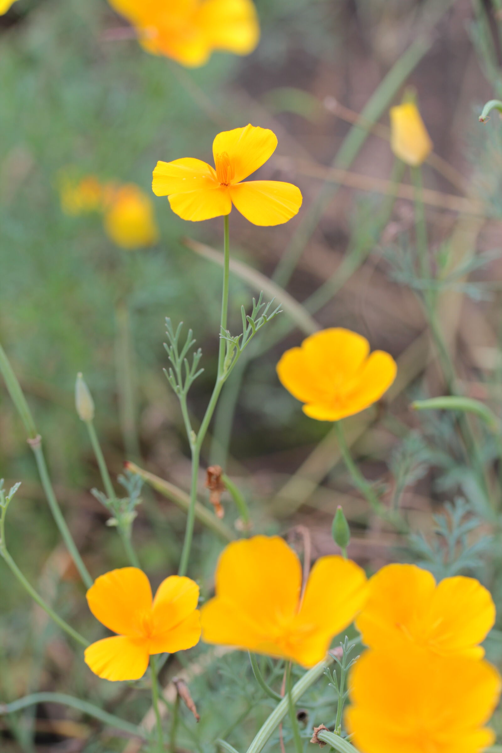 Canon EOS 550D (EOS Rebel T2i / EOS Kiss X4) sample photo. Flowers, golden, yellow, yellow photography