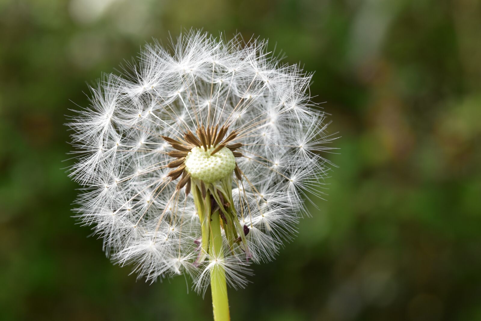 Nikon D5600 sample photo. Egret of pisenlit, seeds photography