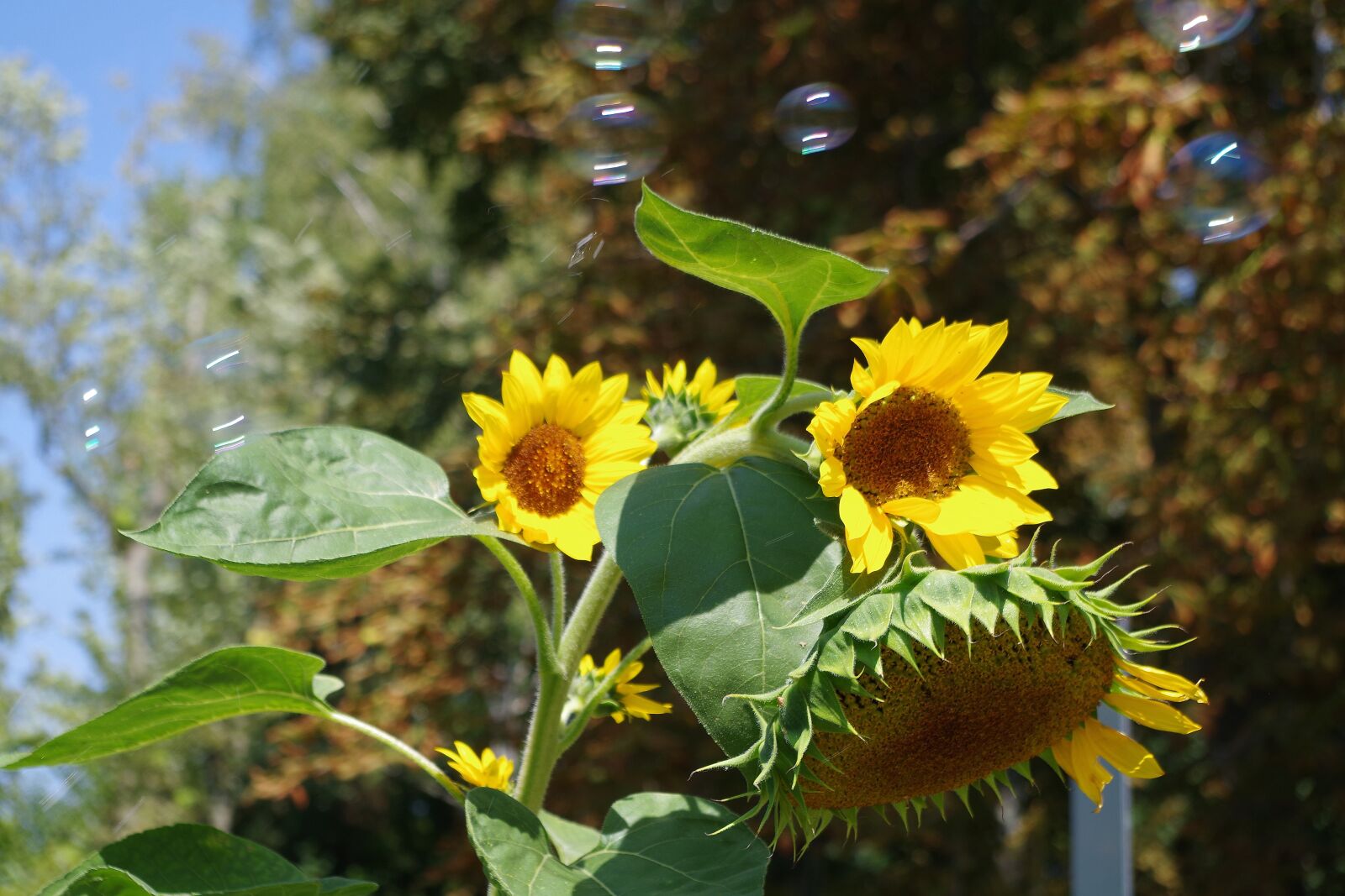 Pentax K-S2 sample photo. Sunflower, soap bubbles, summer photography