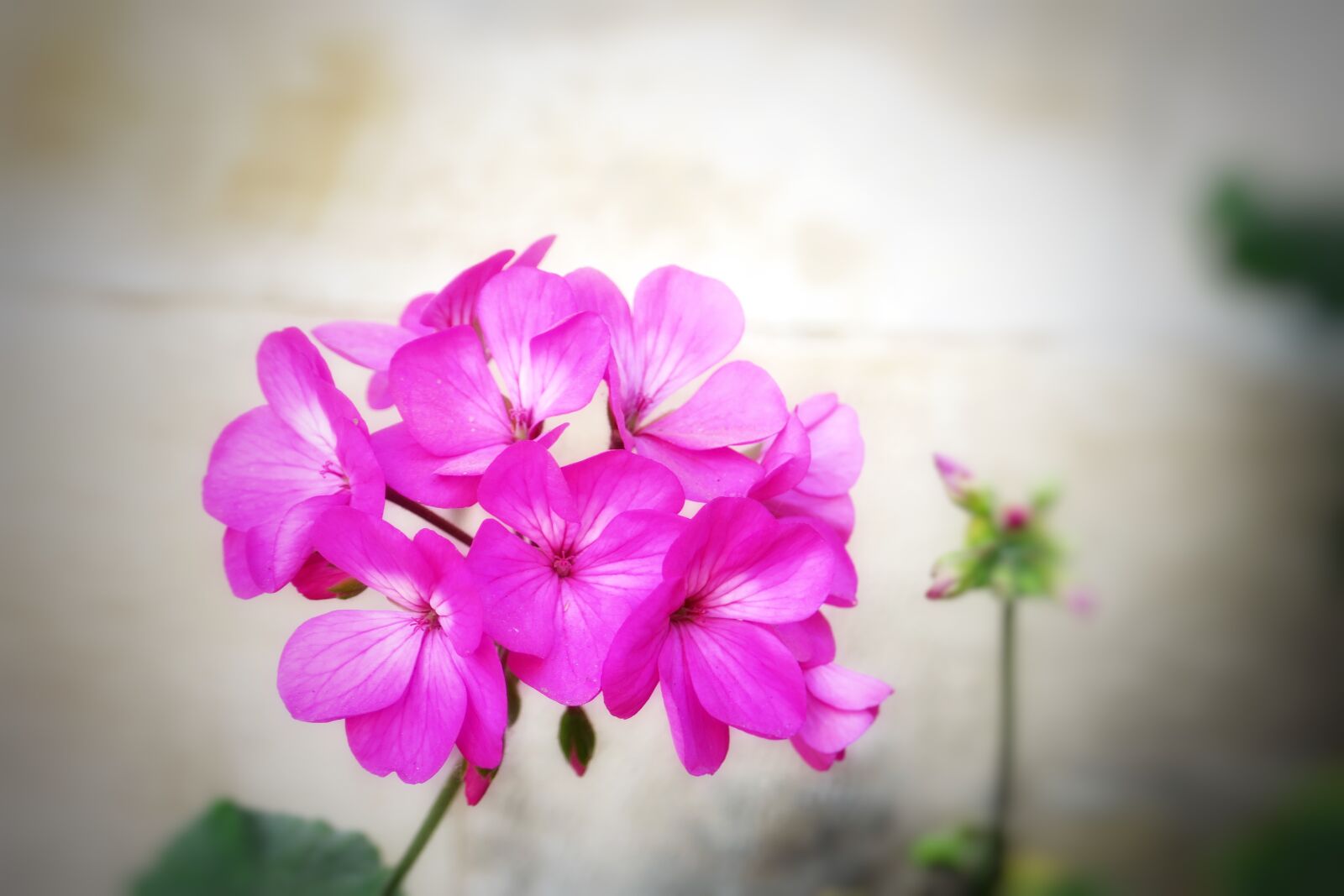 Canon PowerShot G3 X sample photo. Flower, plant, nature photography