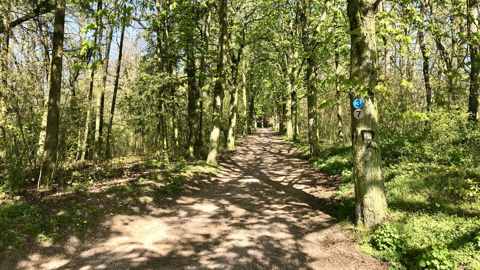 iPhone 7 back camera 3.99mm f/1.8 sample photo. Forest, trees, shadow photography