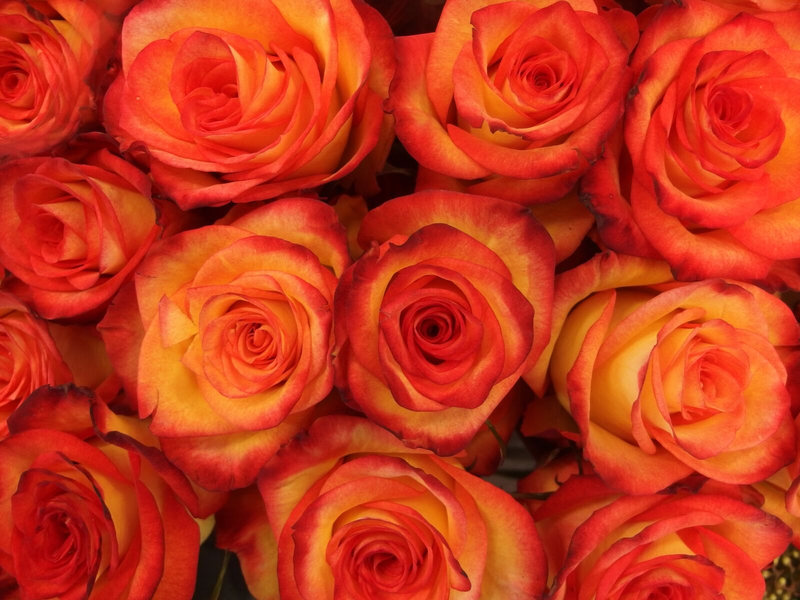 Olympus XZ-2 iHS sample photo. Rose, buds, bloom photography