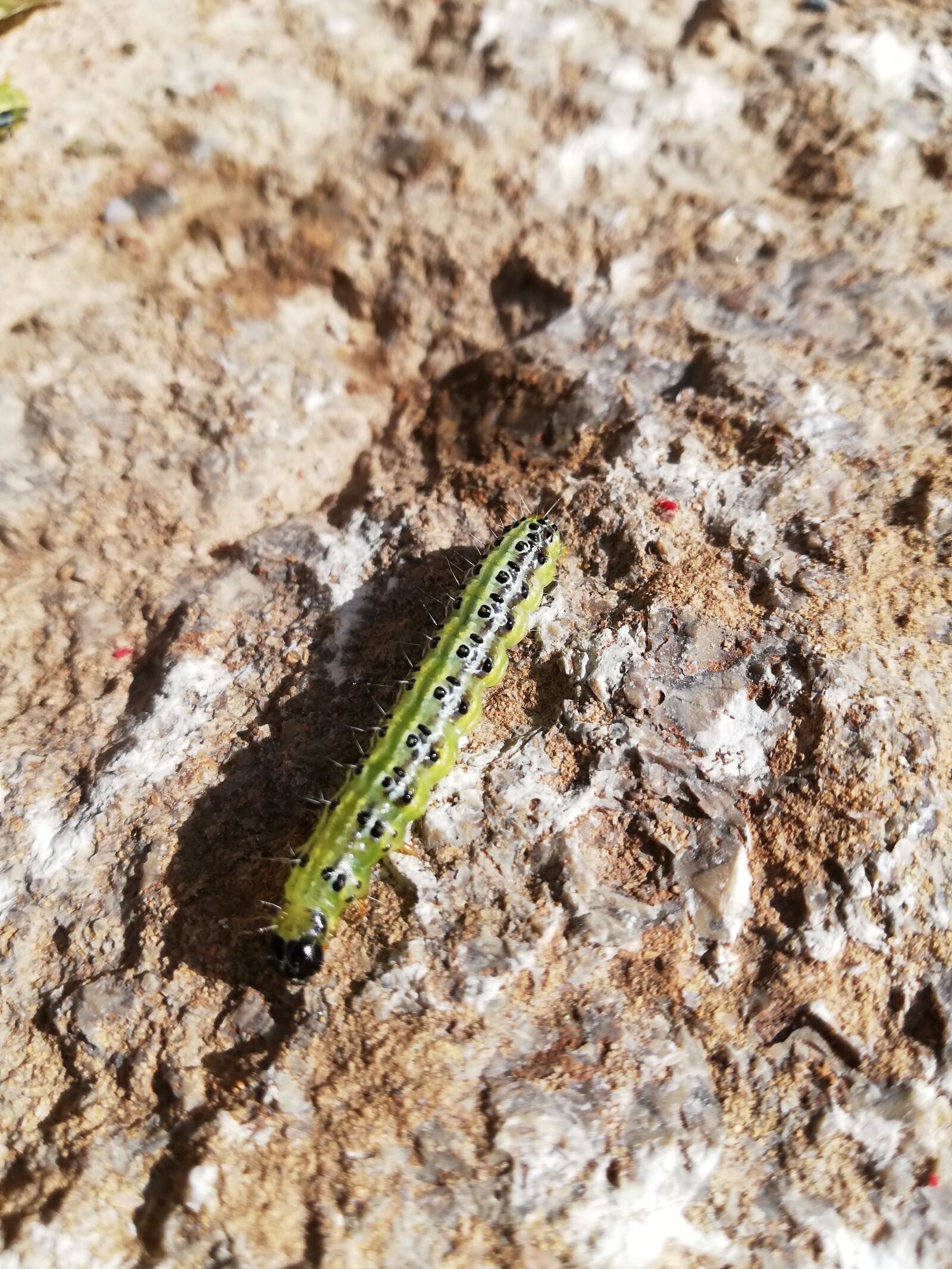 HUAWEI P20 lite sample photo. Zűnsler, book, caterpillar photography