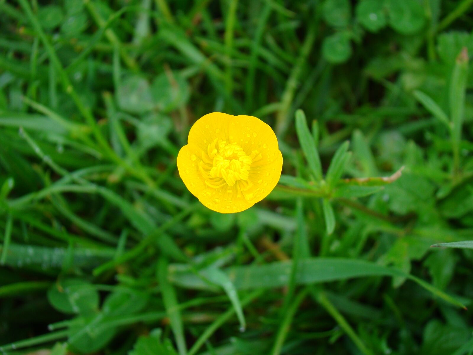 Sony Cyber-shot DSC-H50 sample photo. Buttercup, flower, yellow photography