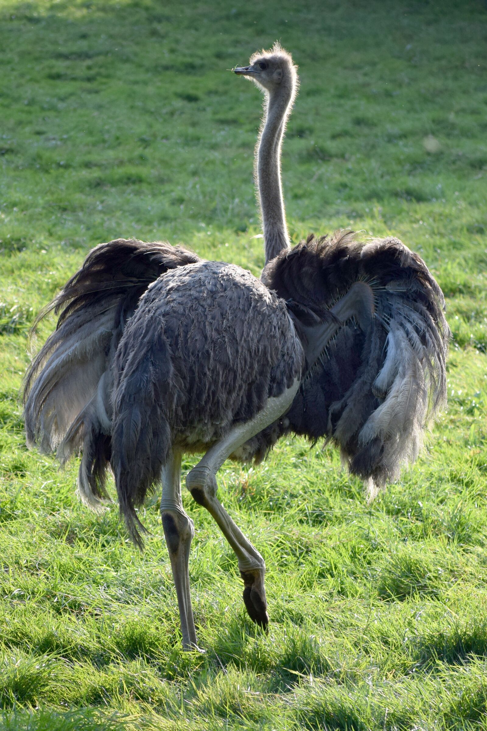 Nikon D5300 sample photo. Strauss, animal, animal world photography