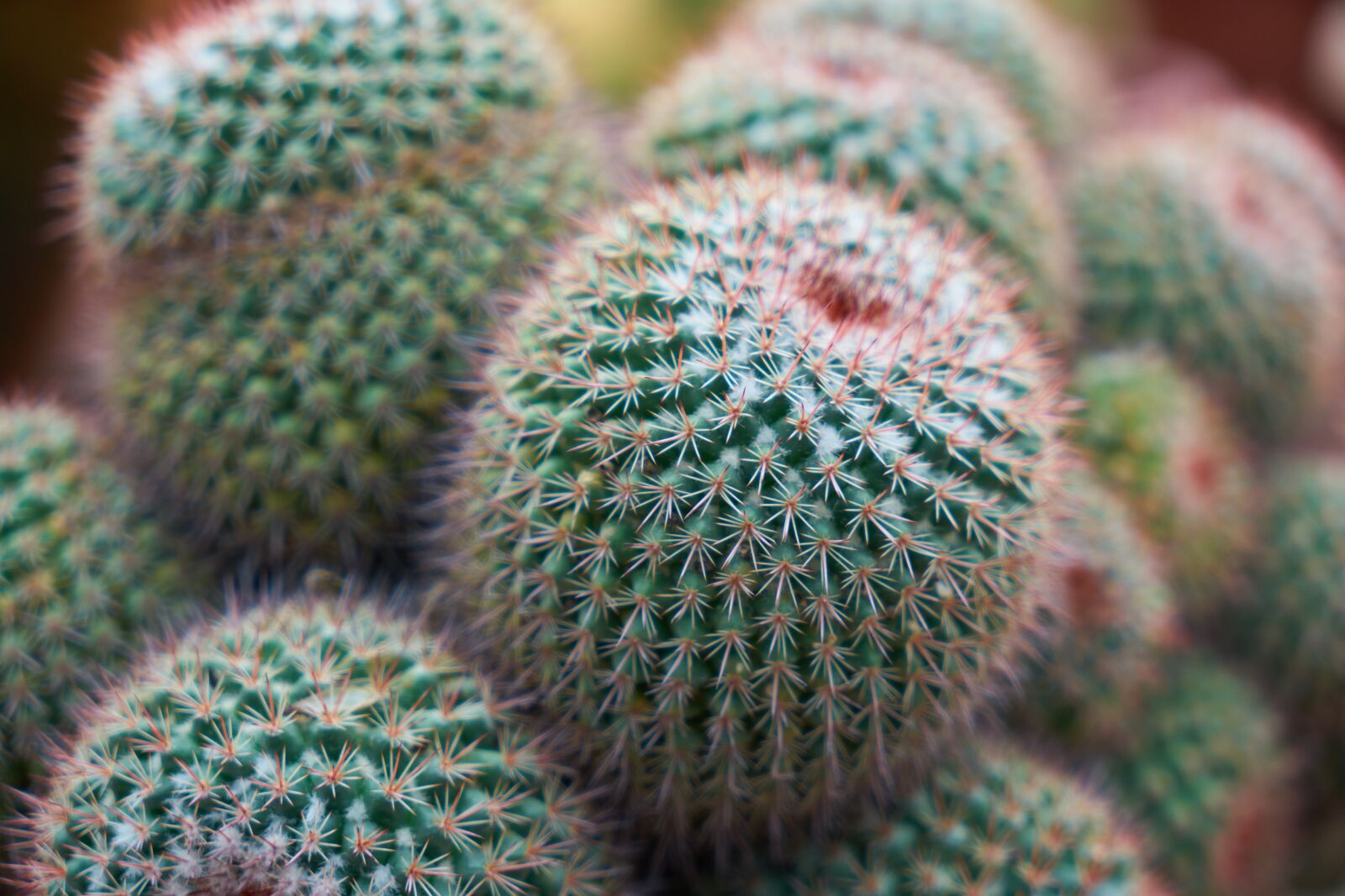 Sony a7R II sample photo. Cactus, plant, nature photography