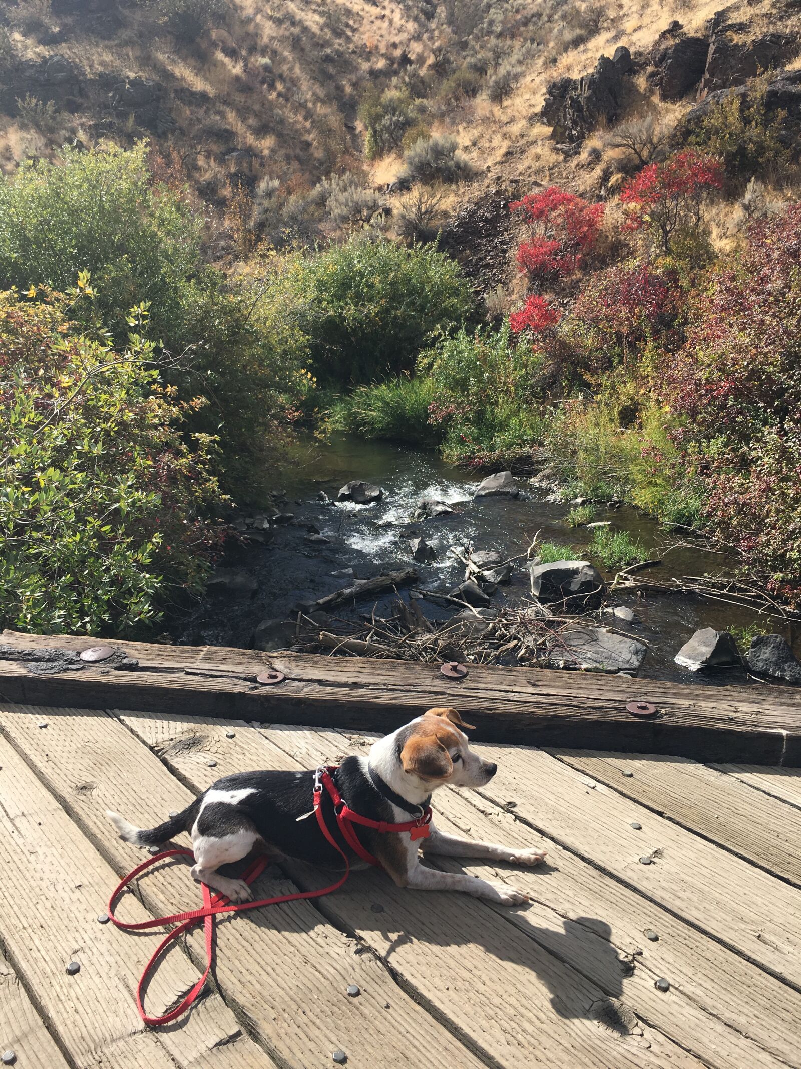 Apple iPhone 6s sample photo. Dog, bridge, hike photography