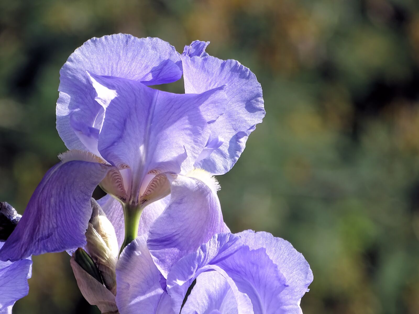 Sony Cyber-shot DSC-HX400V sample photo. Iris, flower, violet photography