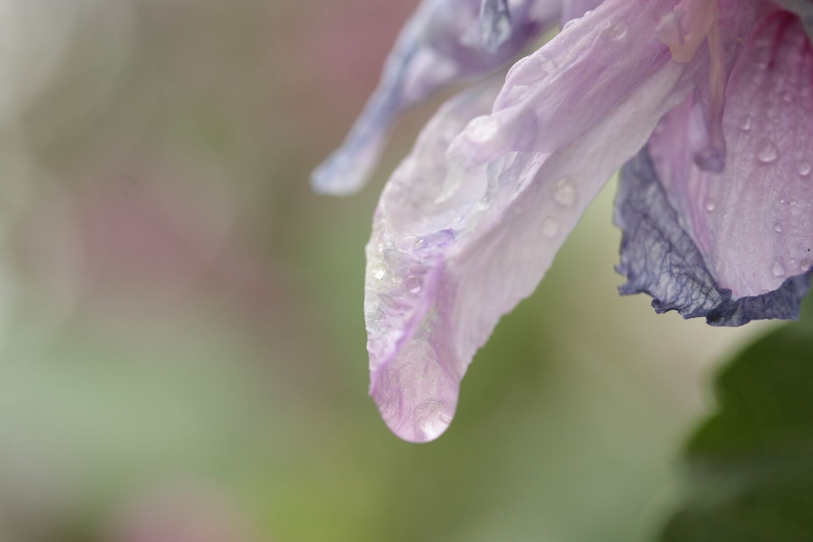 Canon EOS 40D sample photo. Flower, fresh, summer photography