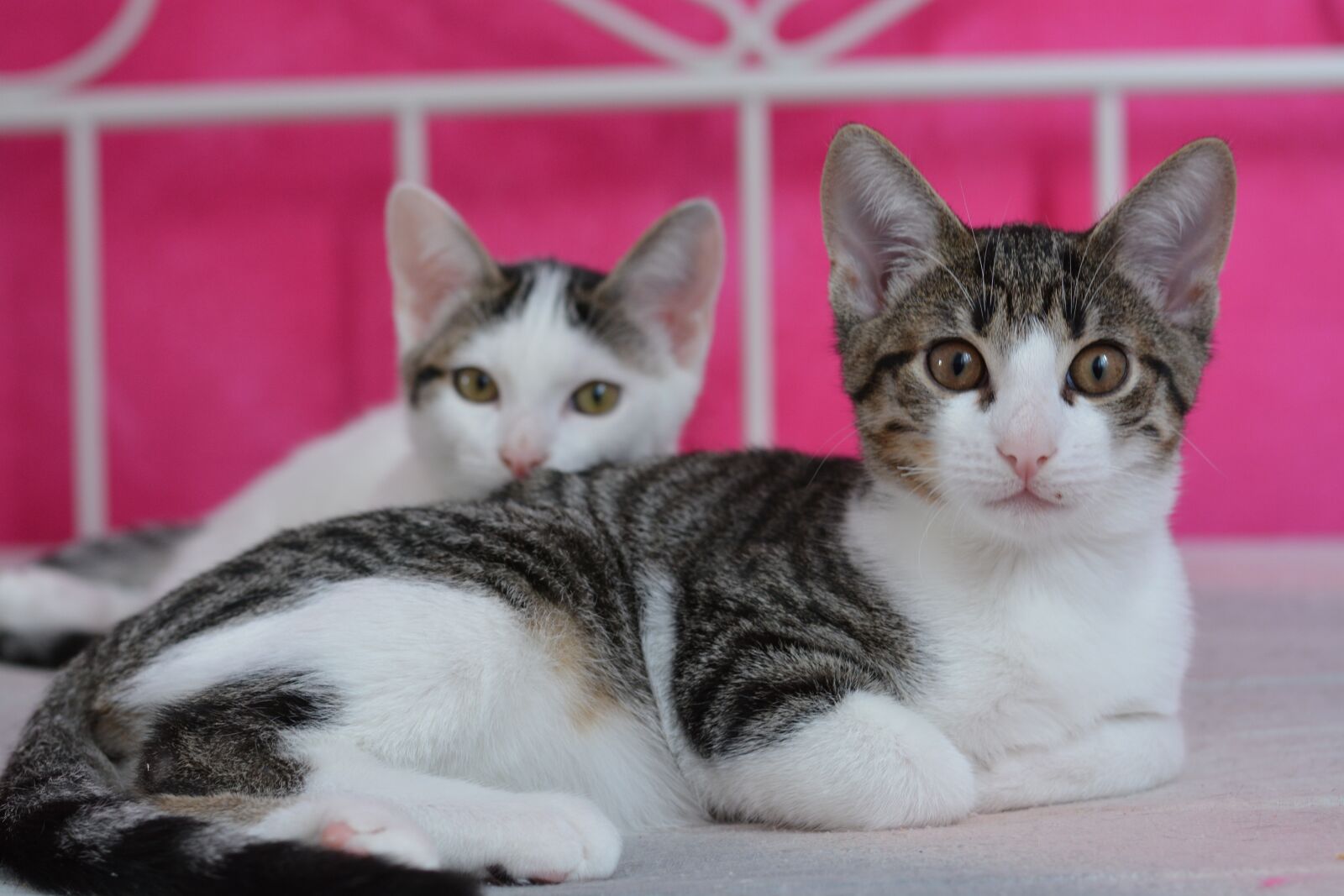 Nikon D7100 sample photo. Cat, kitten, mackerel photography