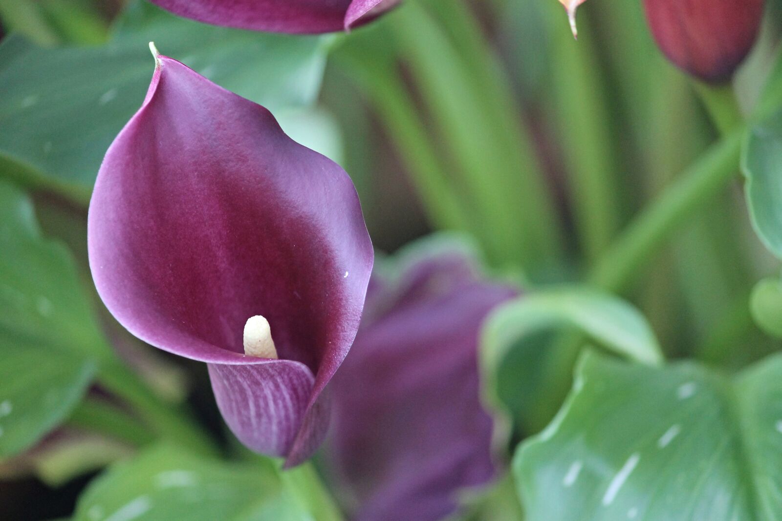 Canon EOS 1100D (EOS Rebel T3 / EOS Kiss X50) sample photo. Calla, calla flower, nature photography