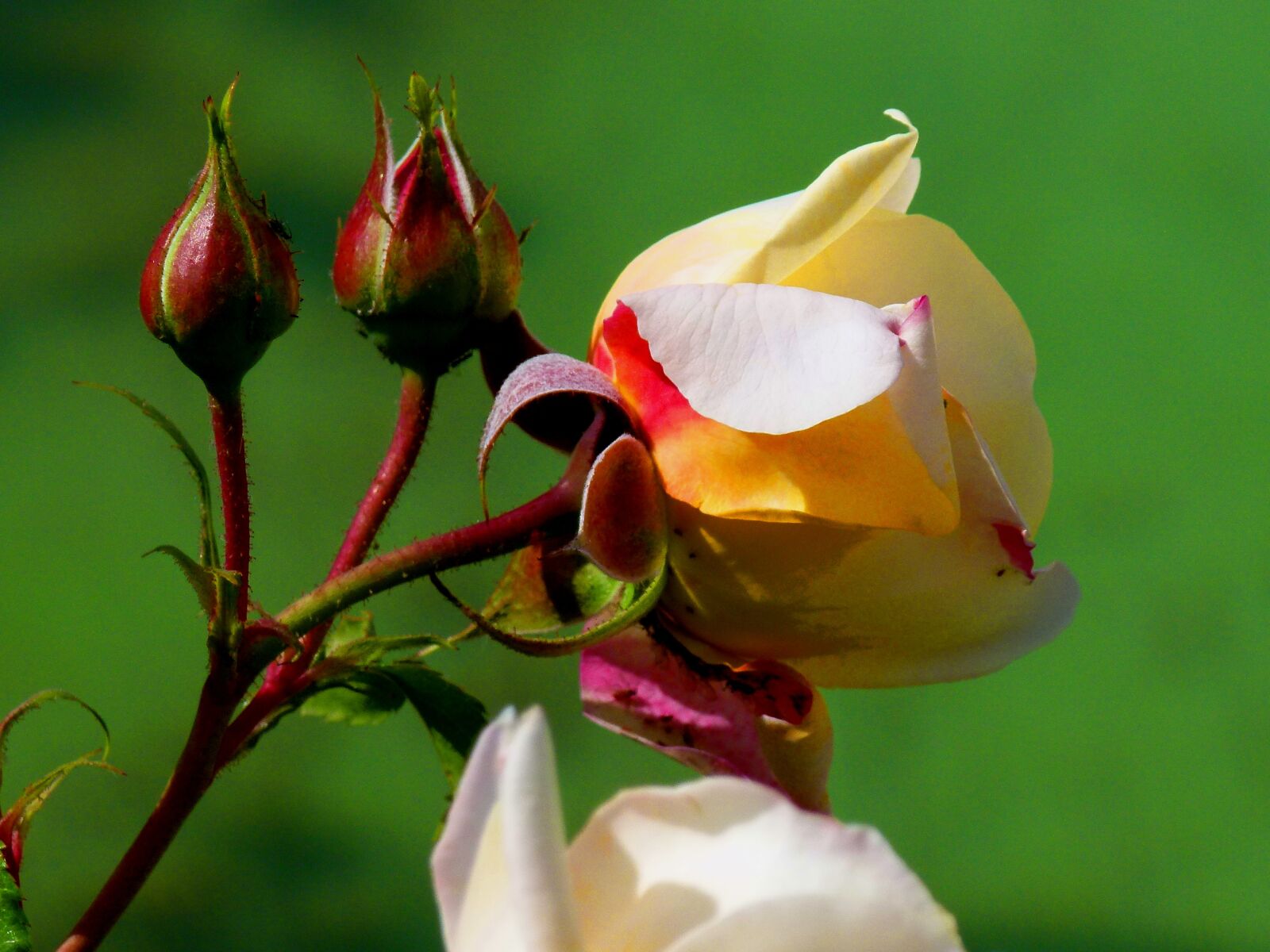 Panasonic Lumix DMC-FZ100 sample photo. Rose, nature, detail photography