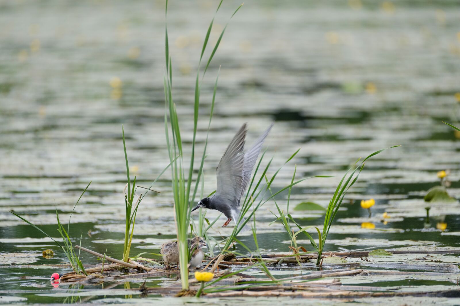 Fujifilm XF 100-400mm F4.5-5.6 R LM OIS WR sample photo. Black tern, chlidonias niger photography