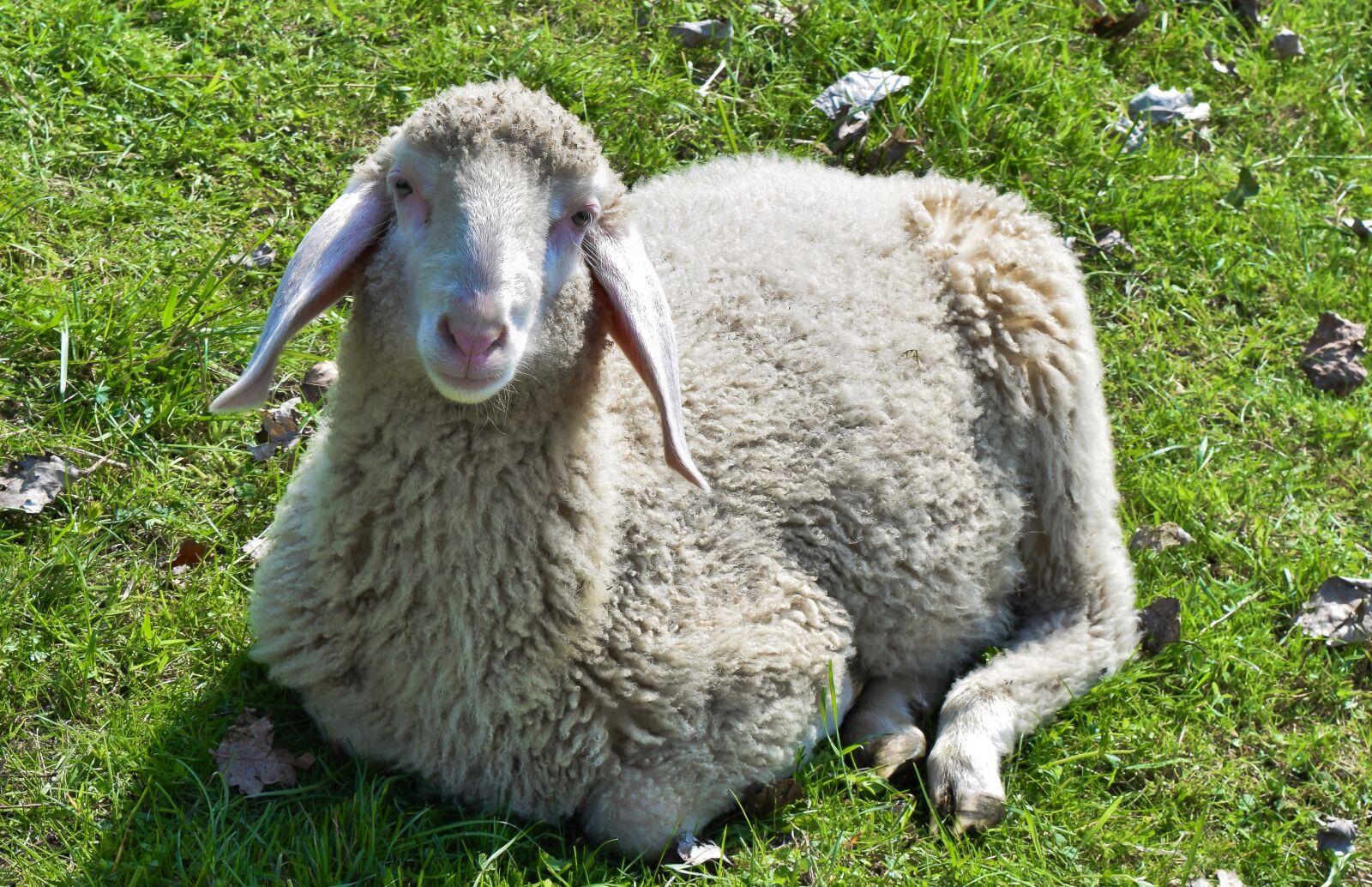 Nikon D3300 sample photo. Animal, sheep, lamb photography