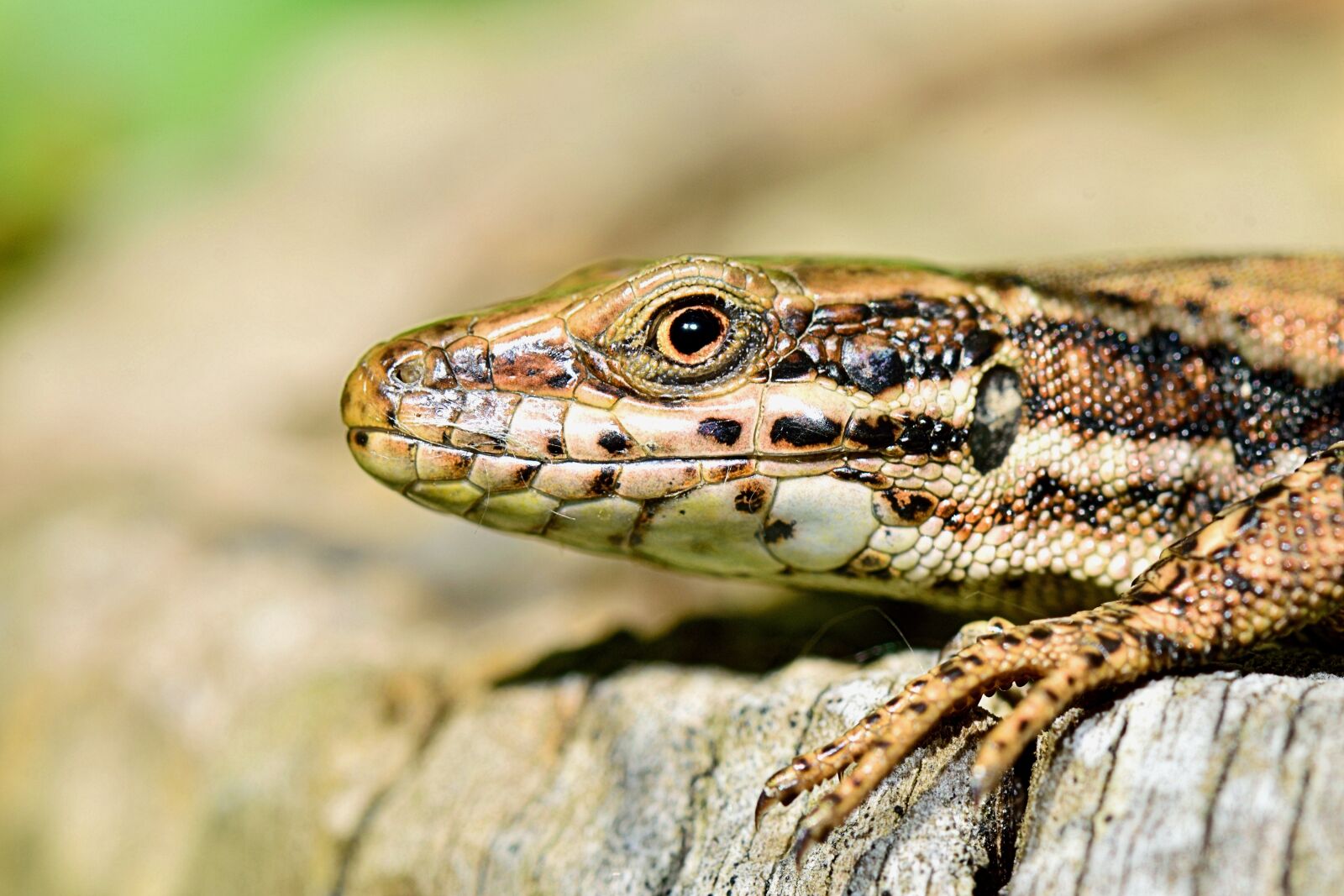 Nikon D5300 sample photo. Nature, lizard, macro photography