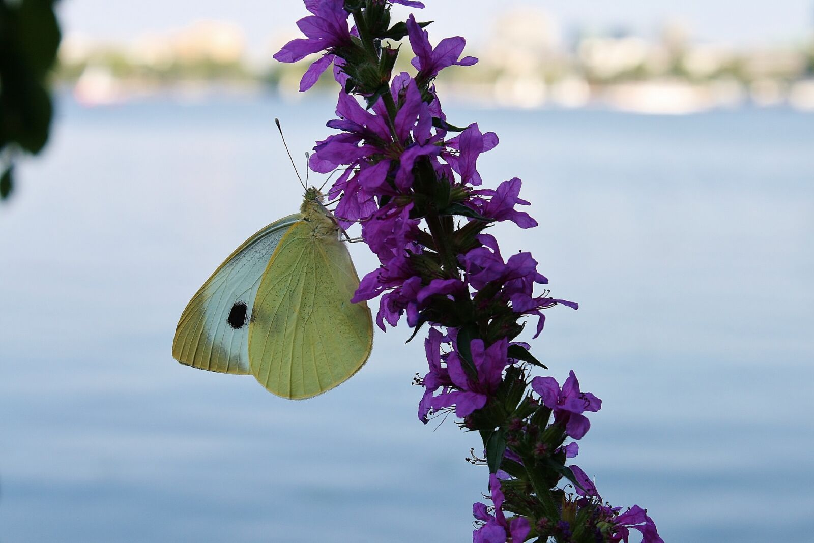 Canon EOS 400D (EOS Digital Rebel XTi / EOS Kiss Digital X) sample photo. Butterfly, gonepteryx rhamni, blossom photography