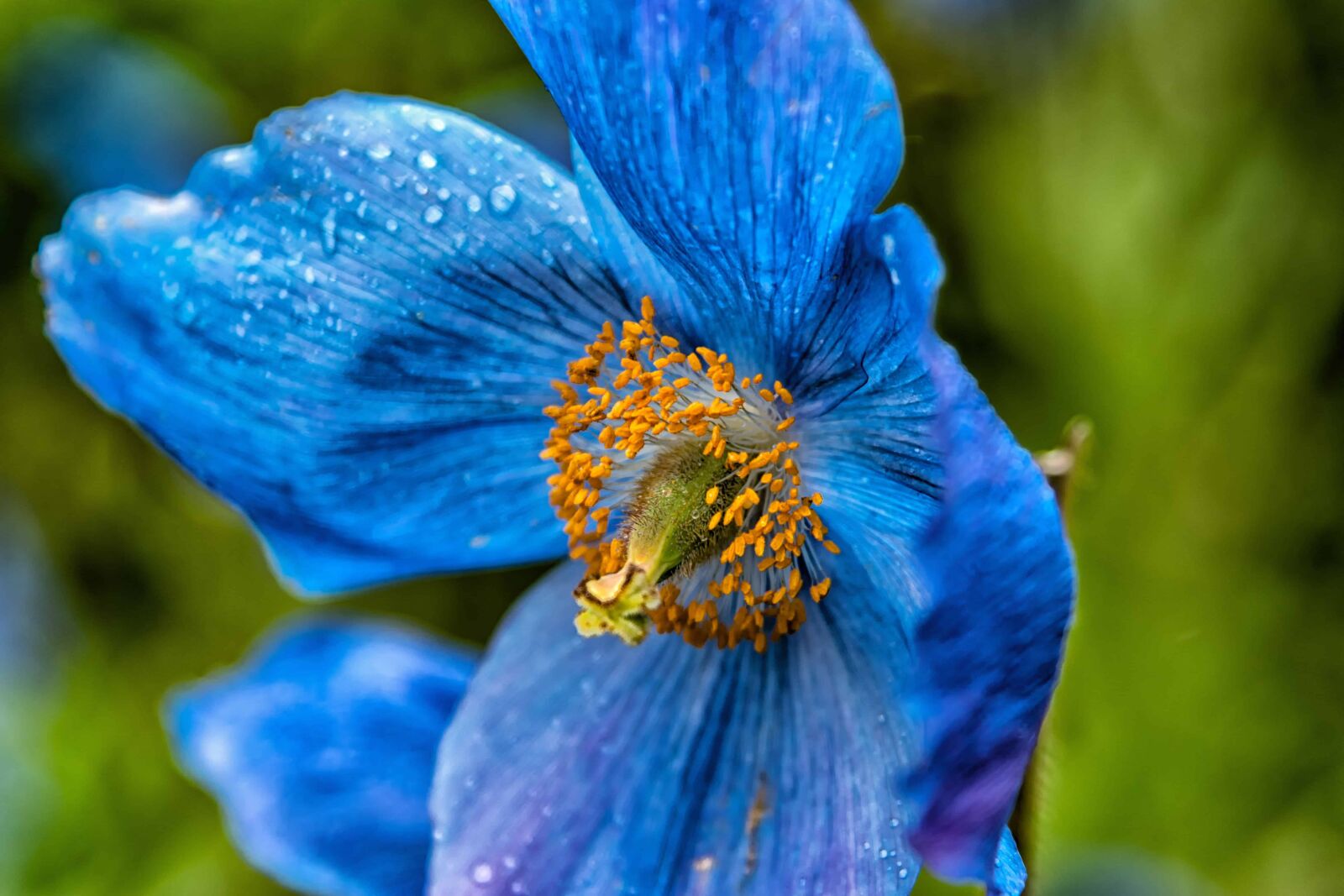 Nikon D3300 sample photo. Dew, rain, summer, flower photography