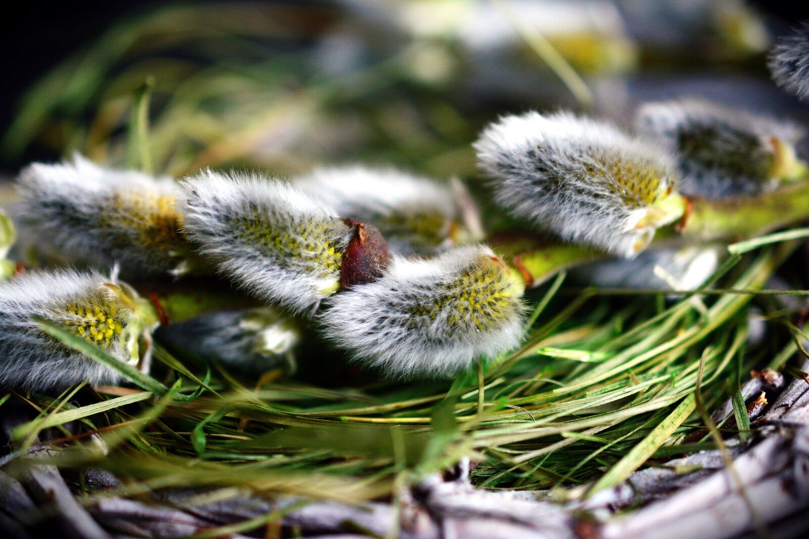Nikon D5200 sample photo. Pasture, willow catkin, spring photography