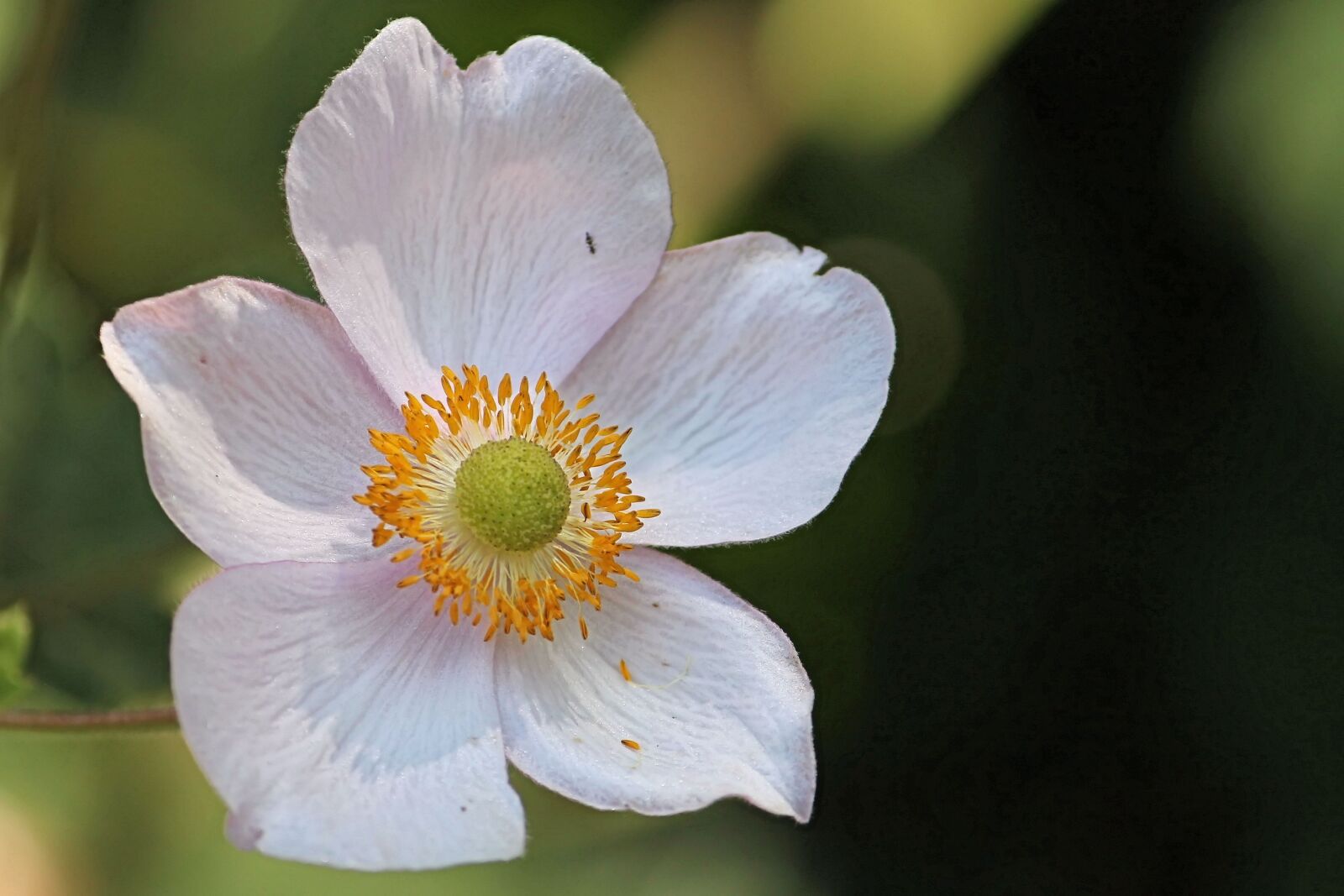 Canon EF-S 55-250mm F4-5.6 IS II sample photo. Anemone, fall anemone, blossom photography