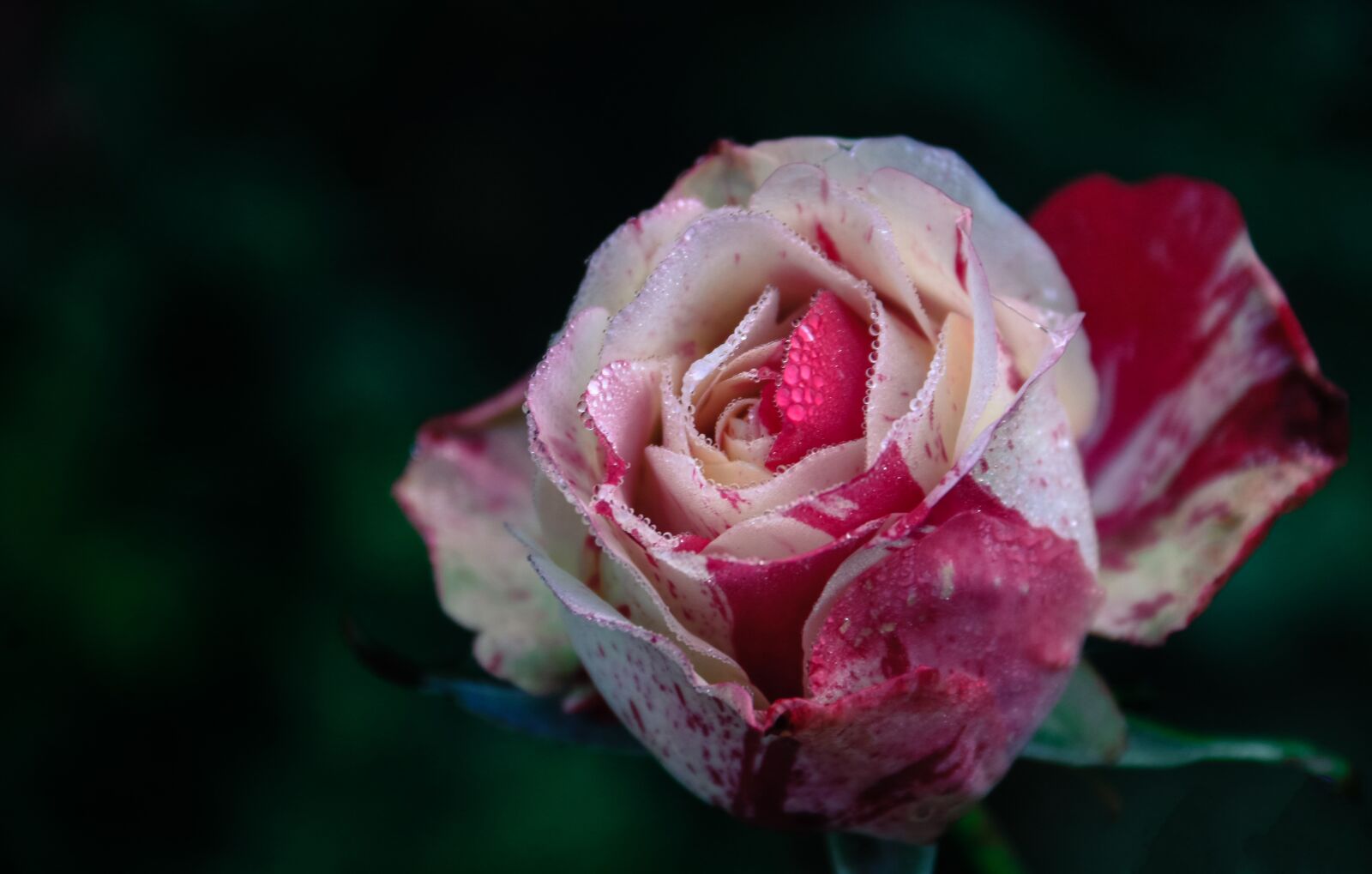 Canon EOS 70D sample photo. Flower, rose, petal photography