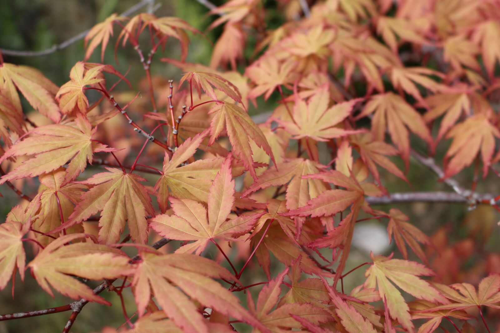 Canon EOS 100D (EOS Rebel SL1 / EOS Kiss X7) sample photo. Leaves, autumn, orange photography
