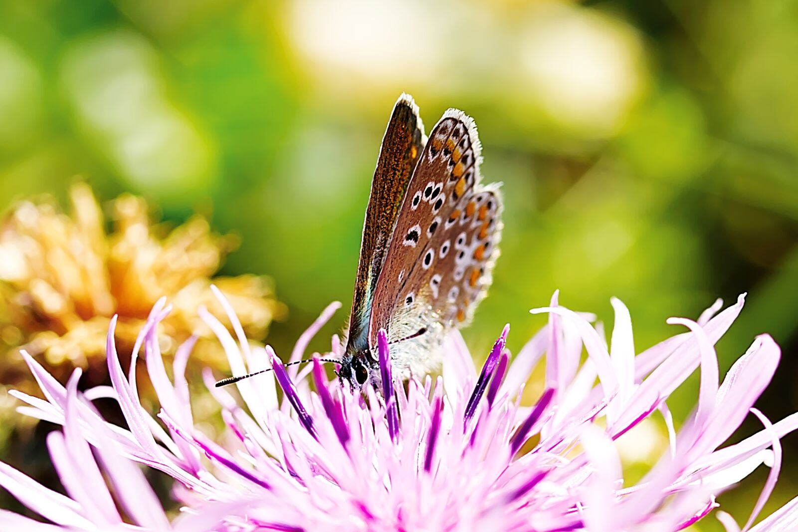 Canon EOS 60D sample photo. Butterfly, common blue, nature photography