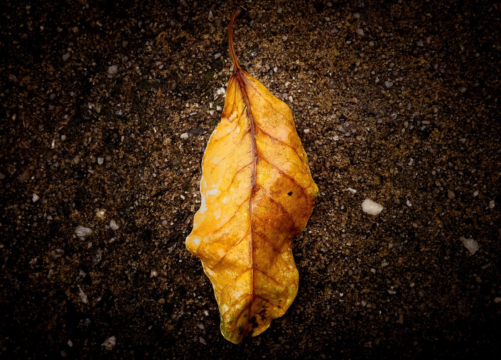Fujifilm FinePix S4500 sample photo. Leaf, nature, fallen leaves photography