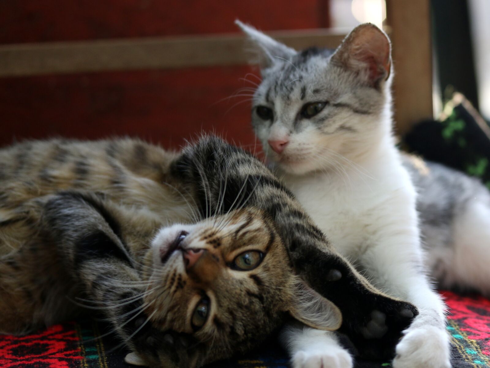 Canon EF-S 60mm F2.8 Macro USM sample photo. Cats, love, two photography