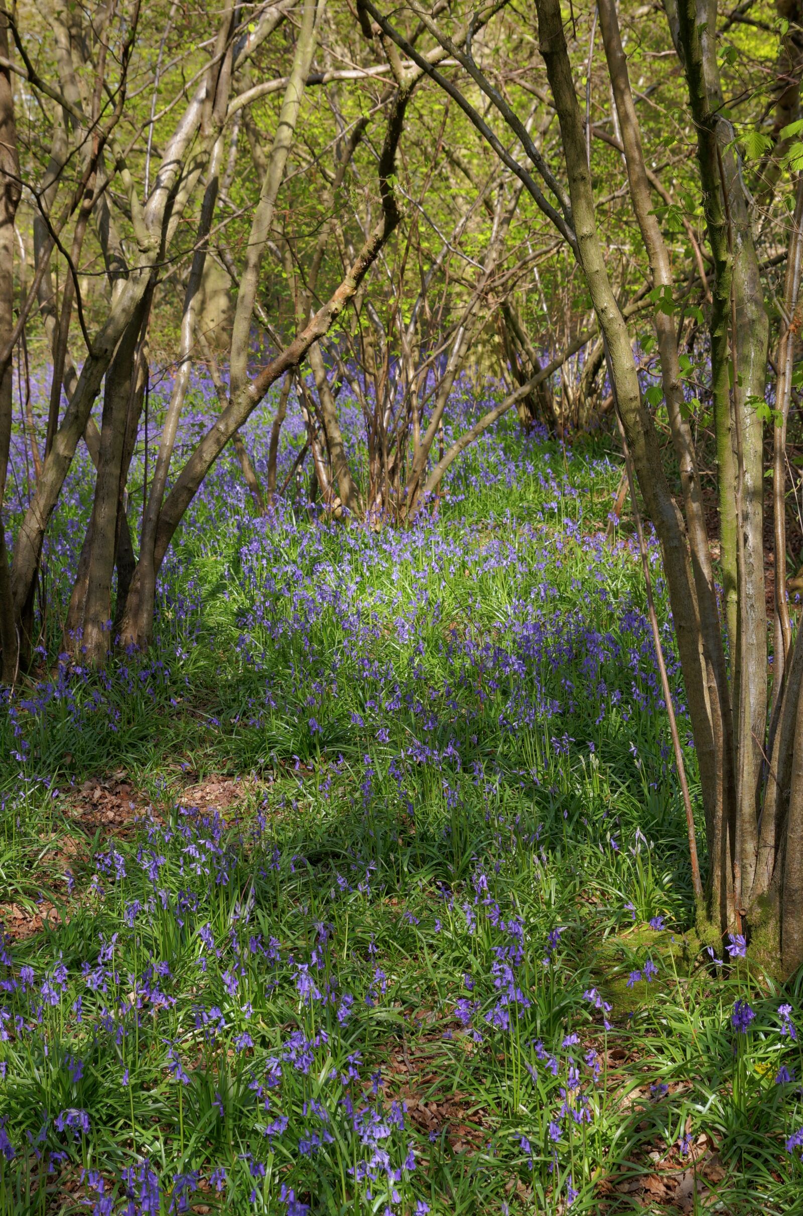 Canon EOS 550D (EOS Rebel T2i / EOS Kiss X4) sample photo. Bluebells, bluebell woods, spring photography