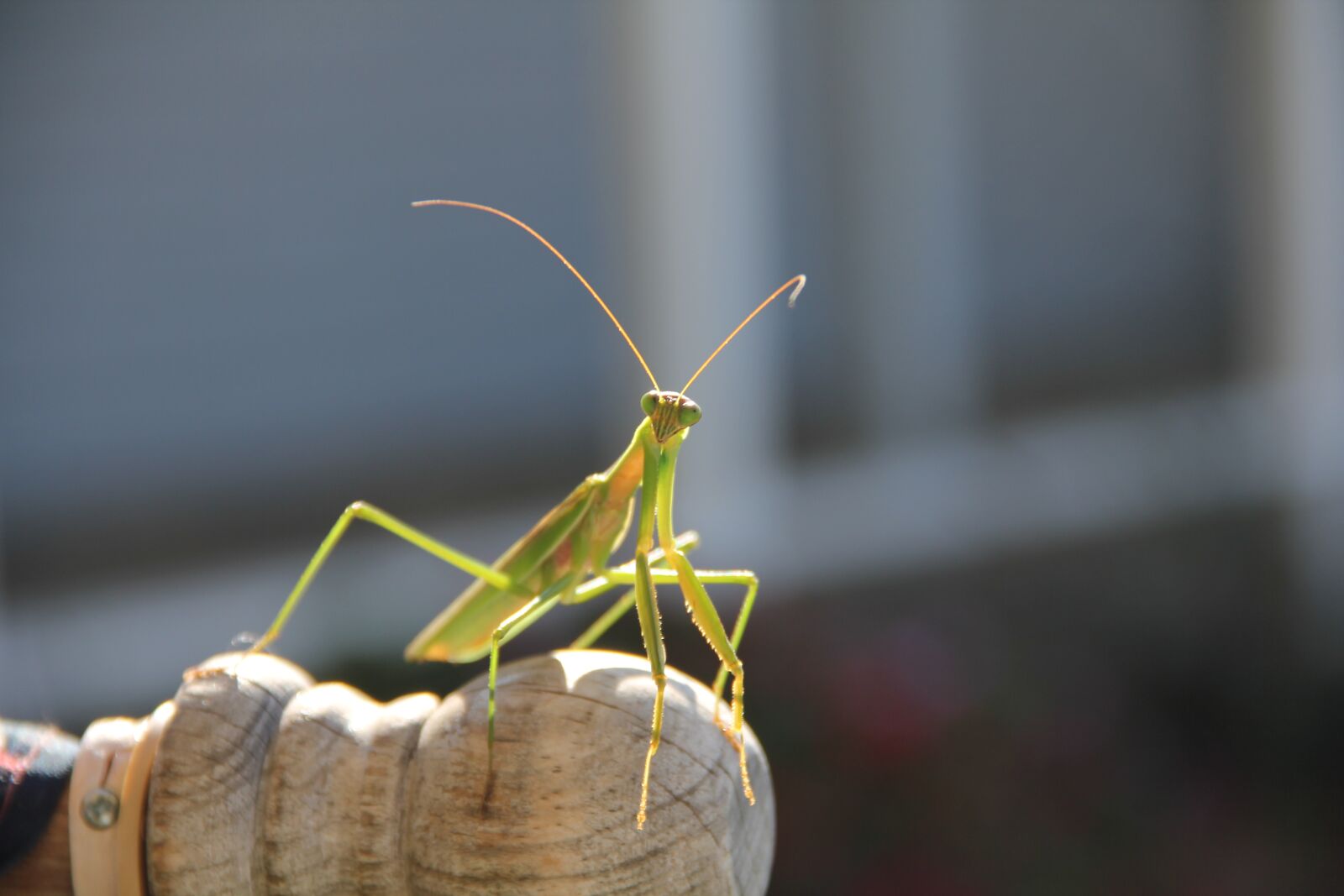 Canon EOS 60D + Canon EF-S 18-135mm F3.5-5.6 IS sample photo. Praying mantis, insect, nature photography