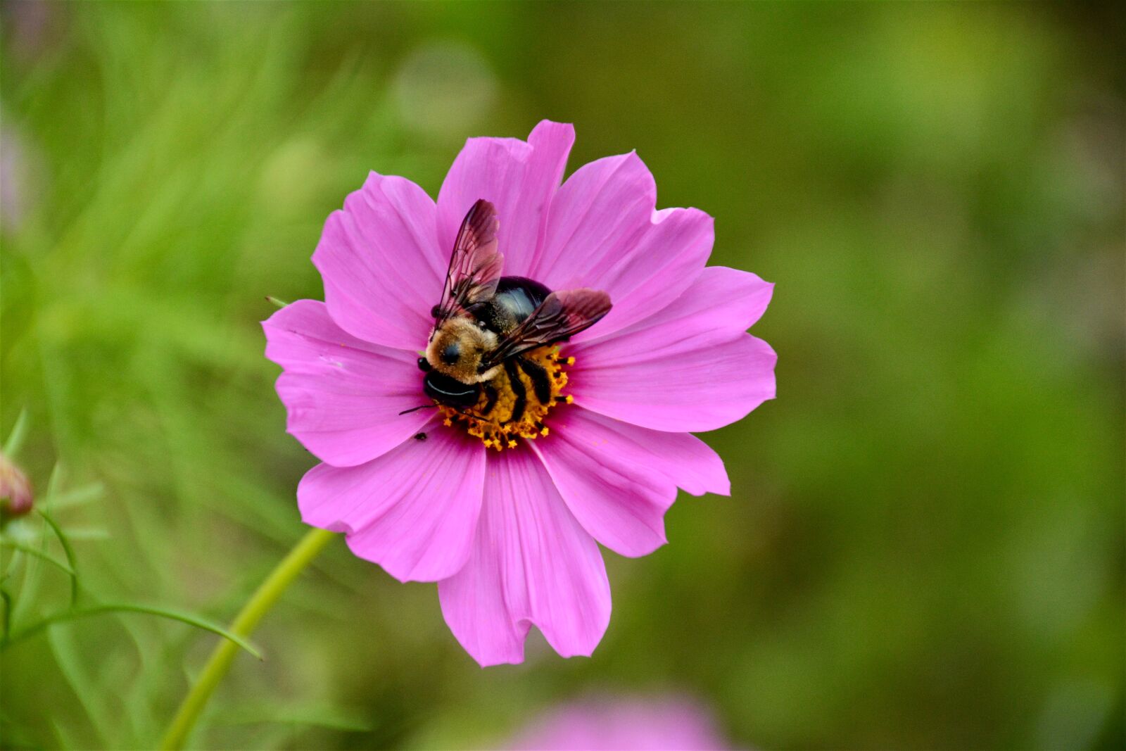 Nikon D7100 sample photo. Bee, bloom, blossom, bug photography